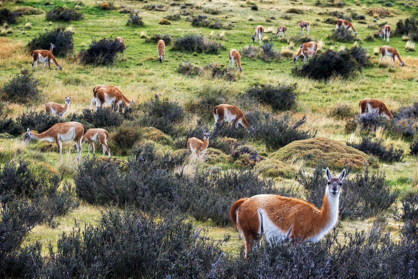 Čreda gvanakov v Patagoniji (Foto: PROFIMEDIA)