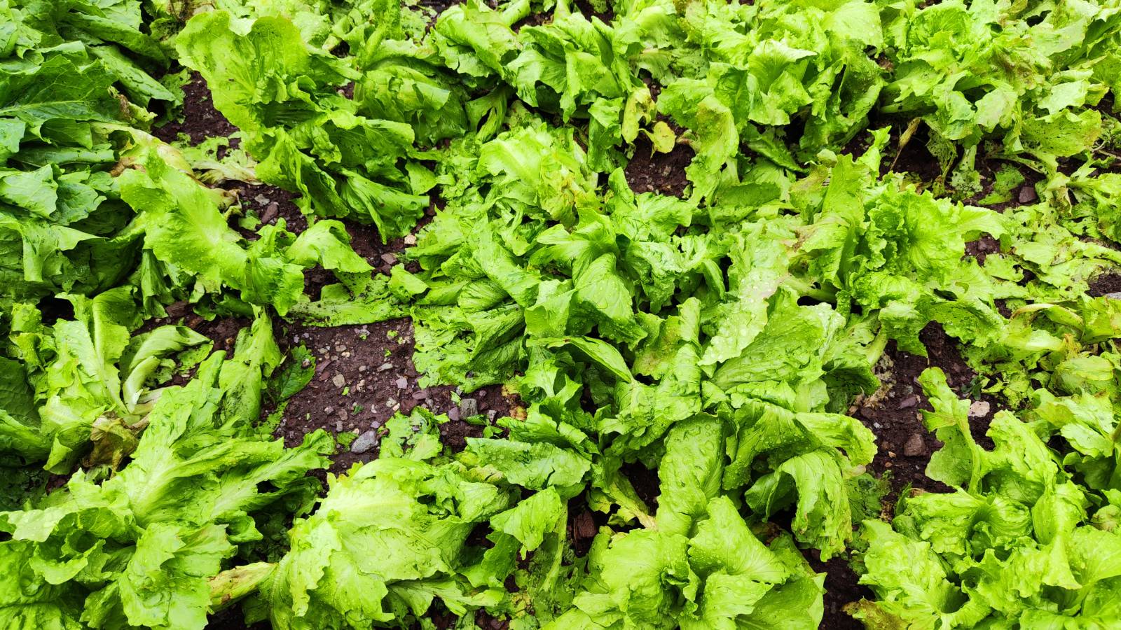 toča, radeče, uničen pridelek