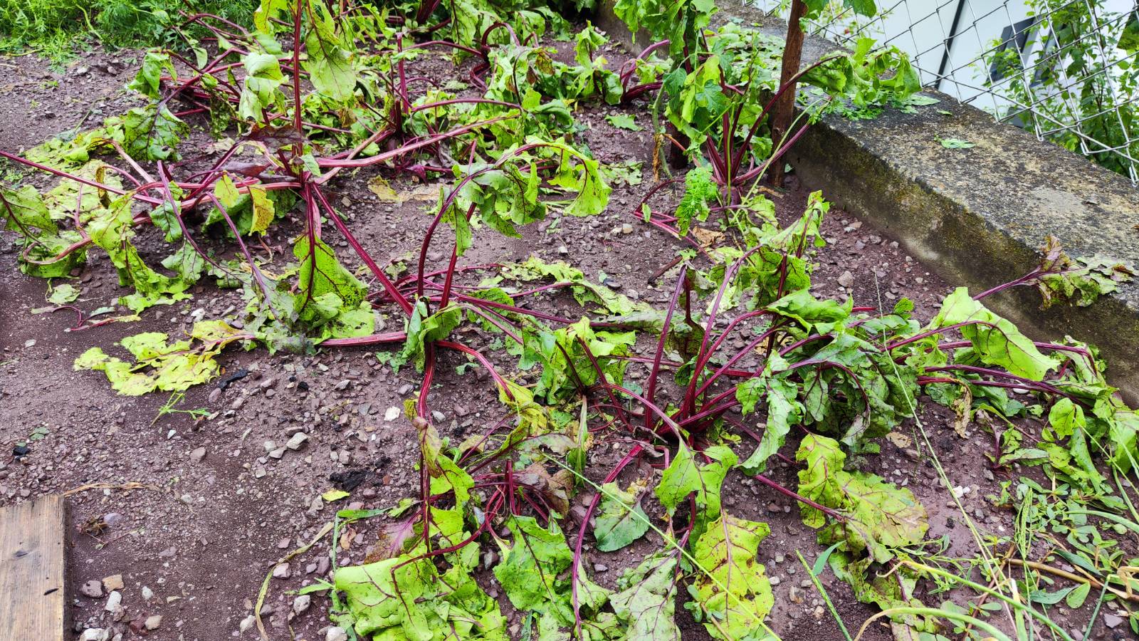 toča, radeče, uničen pridelek