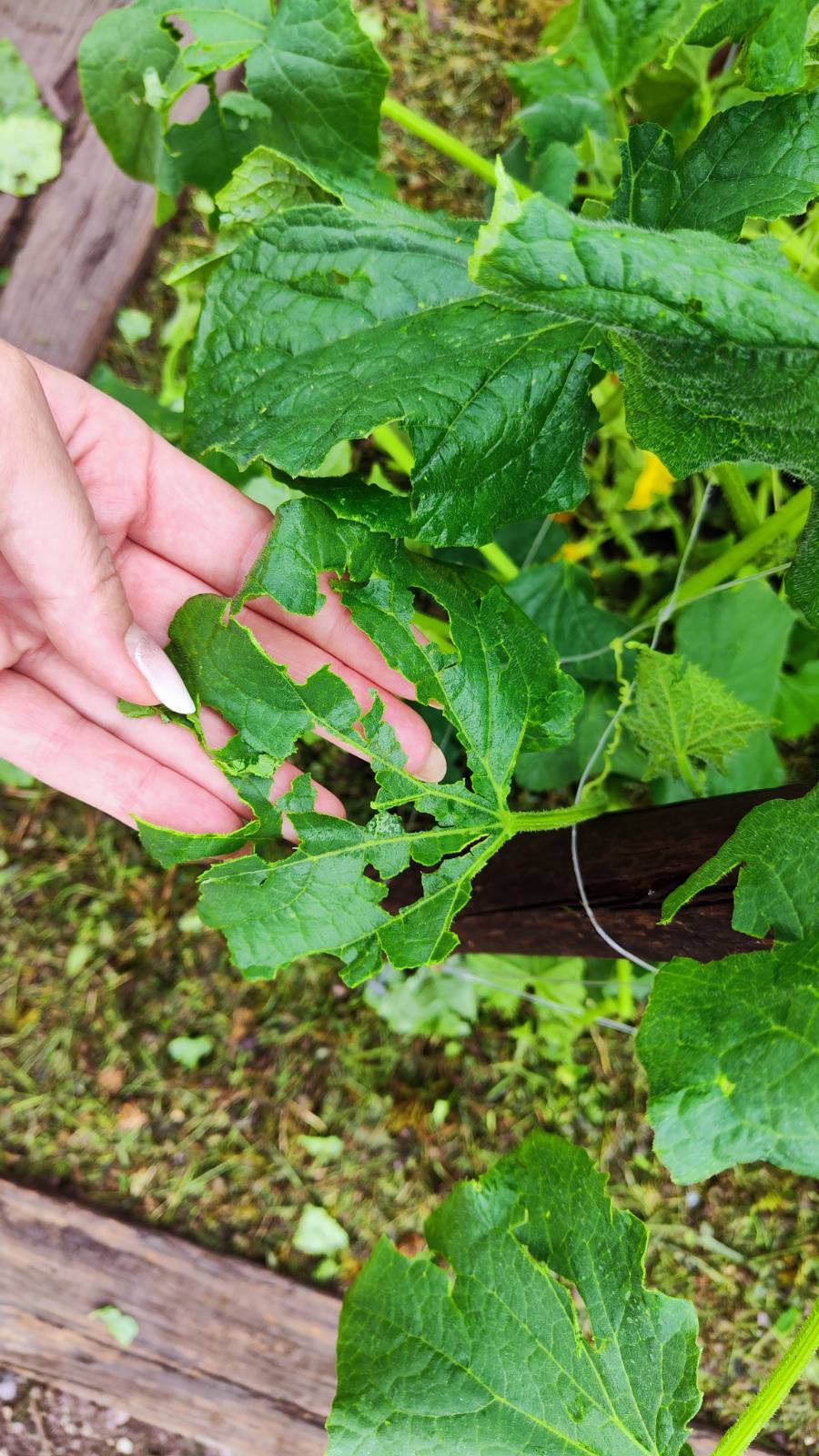 toča, radeče, uničen pridelek