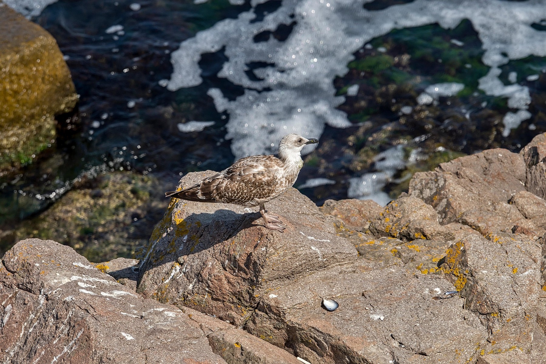 umazano morje, galeb