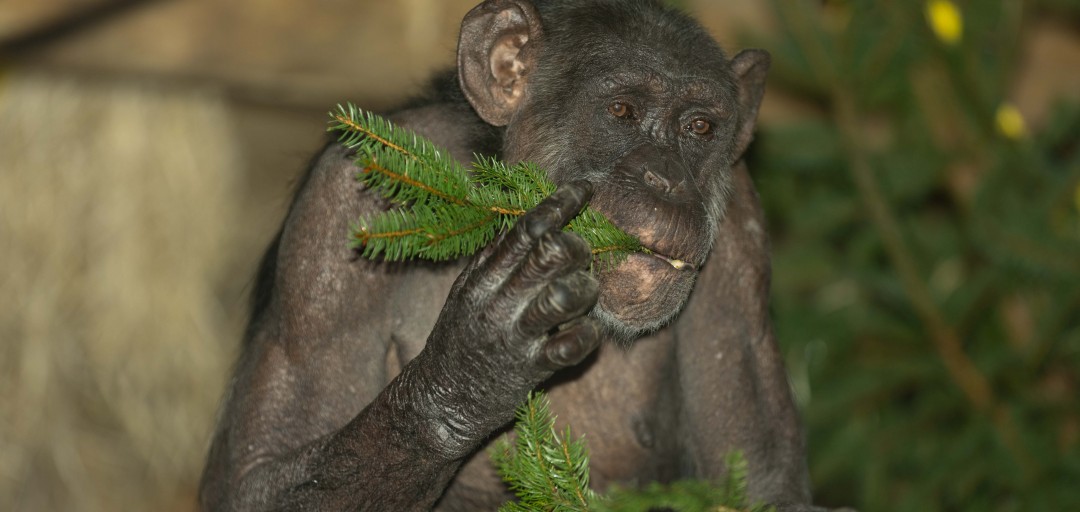 Šimpanzinja, Mojca ZOO, Ljubljana, živalski vrt