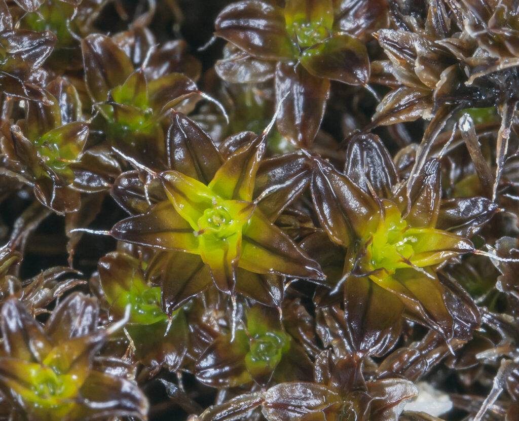 1720434321-Syntrichia_caninervis_tortula_moss_7065876713-1024x831.jpg