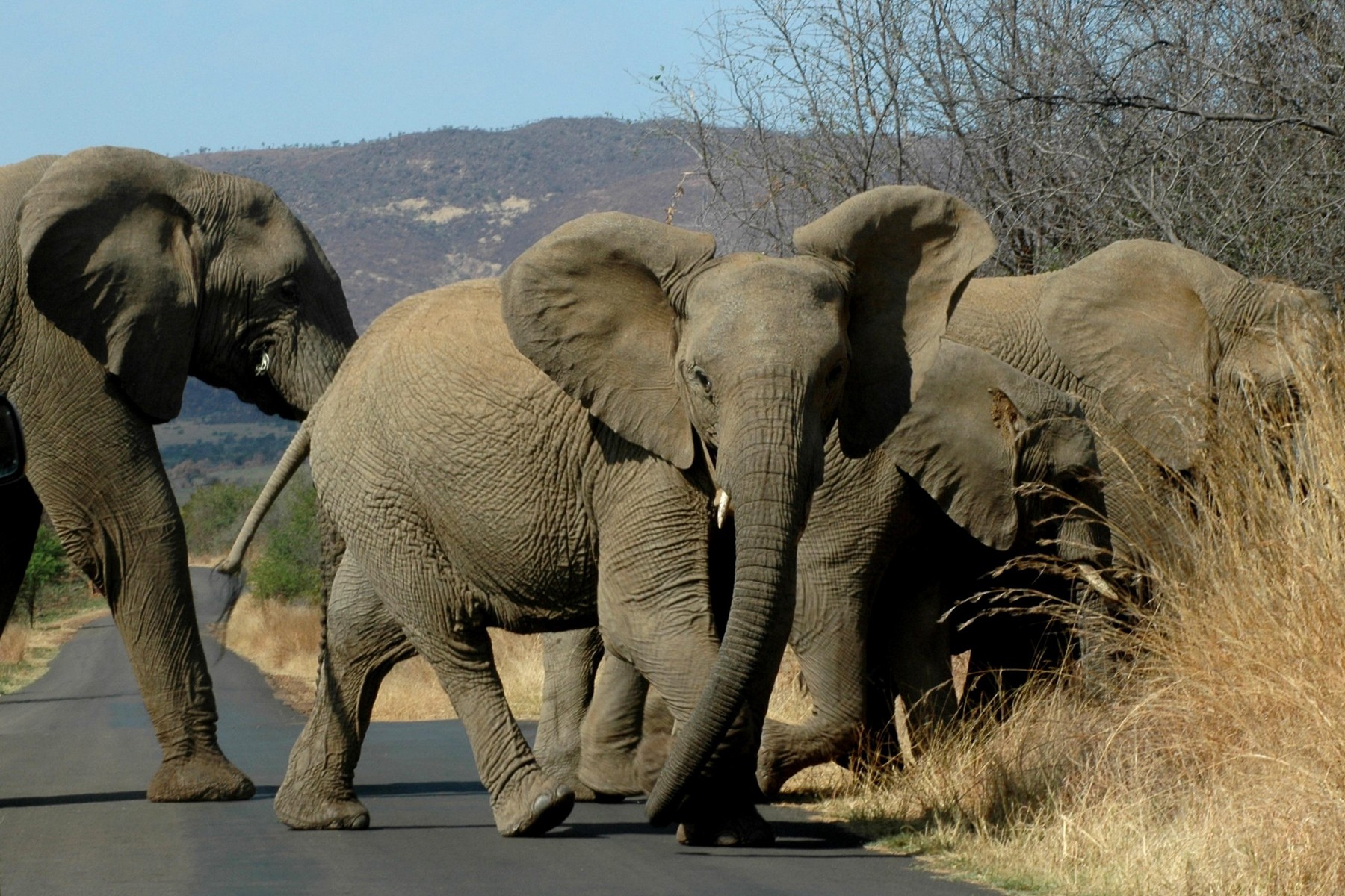 slon, narodni park pilanesberg
