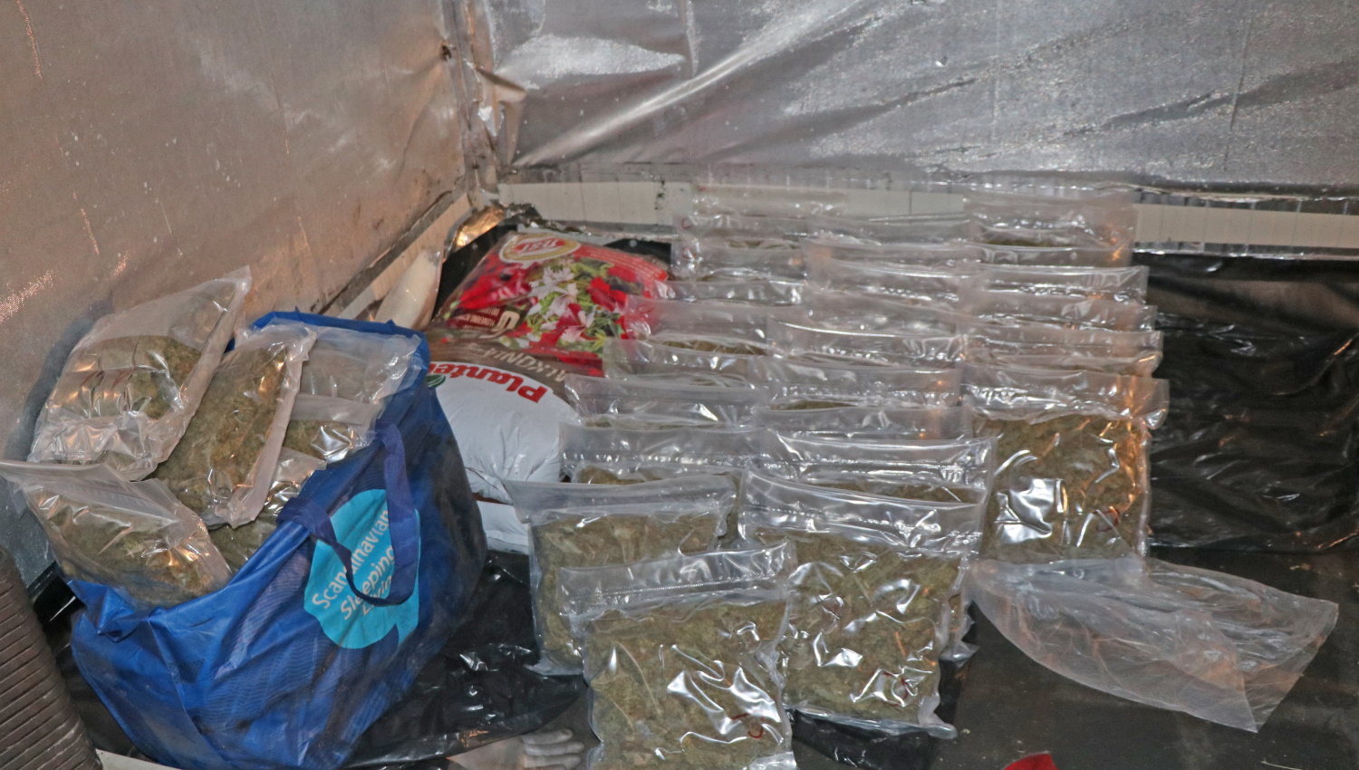 konoplja, idrijsko, prepovedana droga