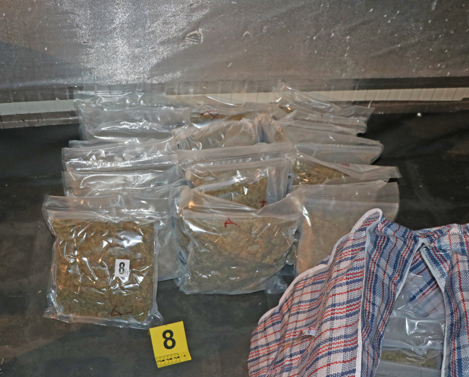 konoplja, idrijsko, prepovedana droga