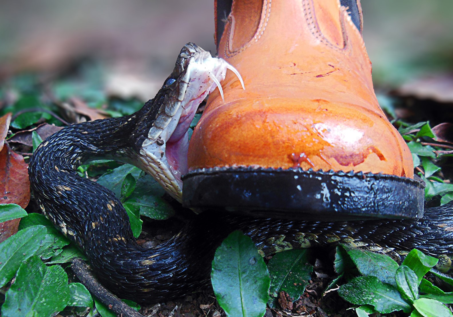 jararaca, strupena, kača, ugriz