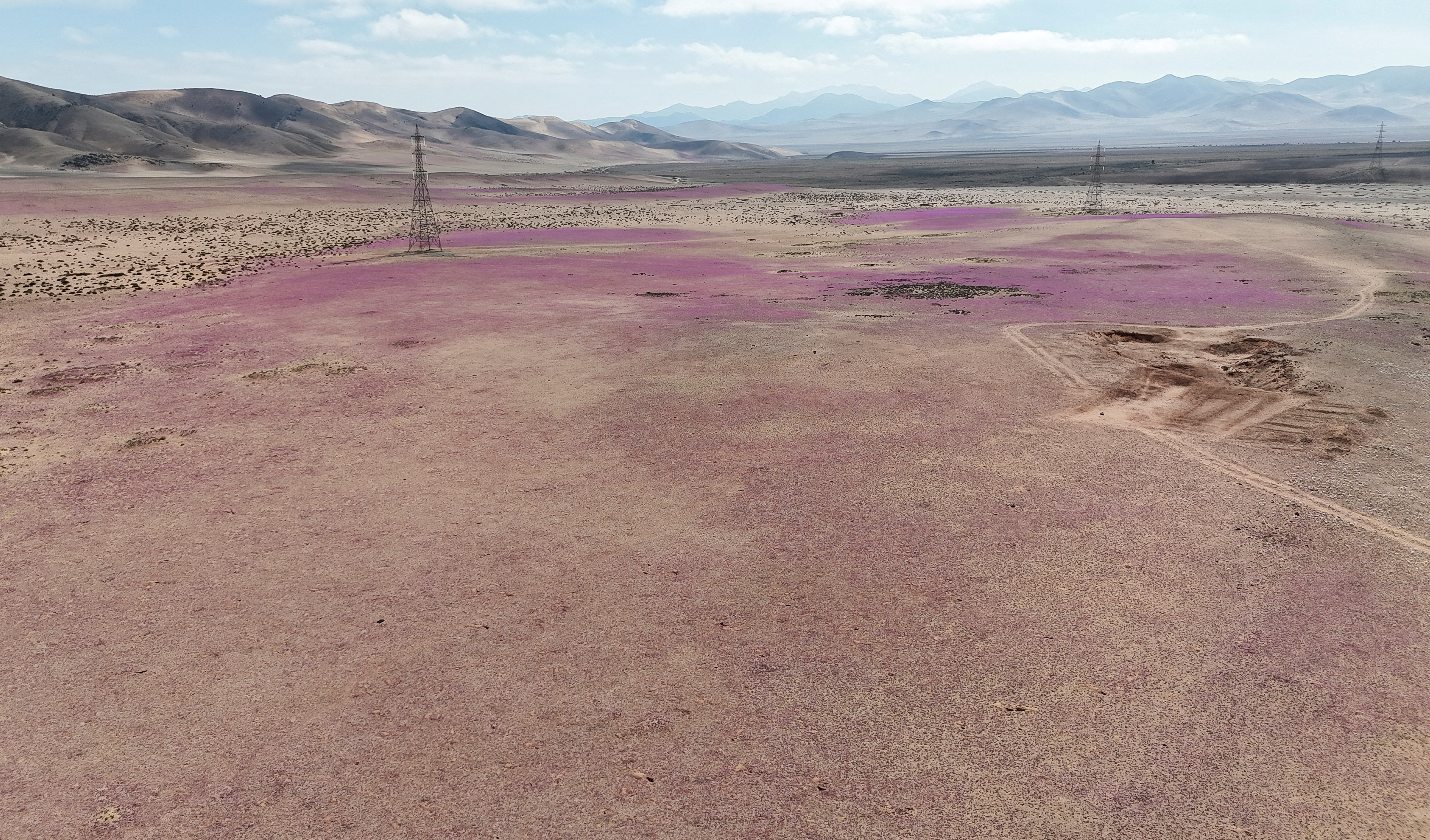 puščava atacama, cvetenje, čile
