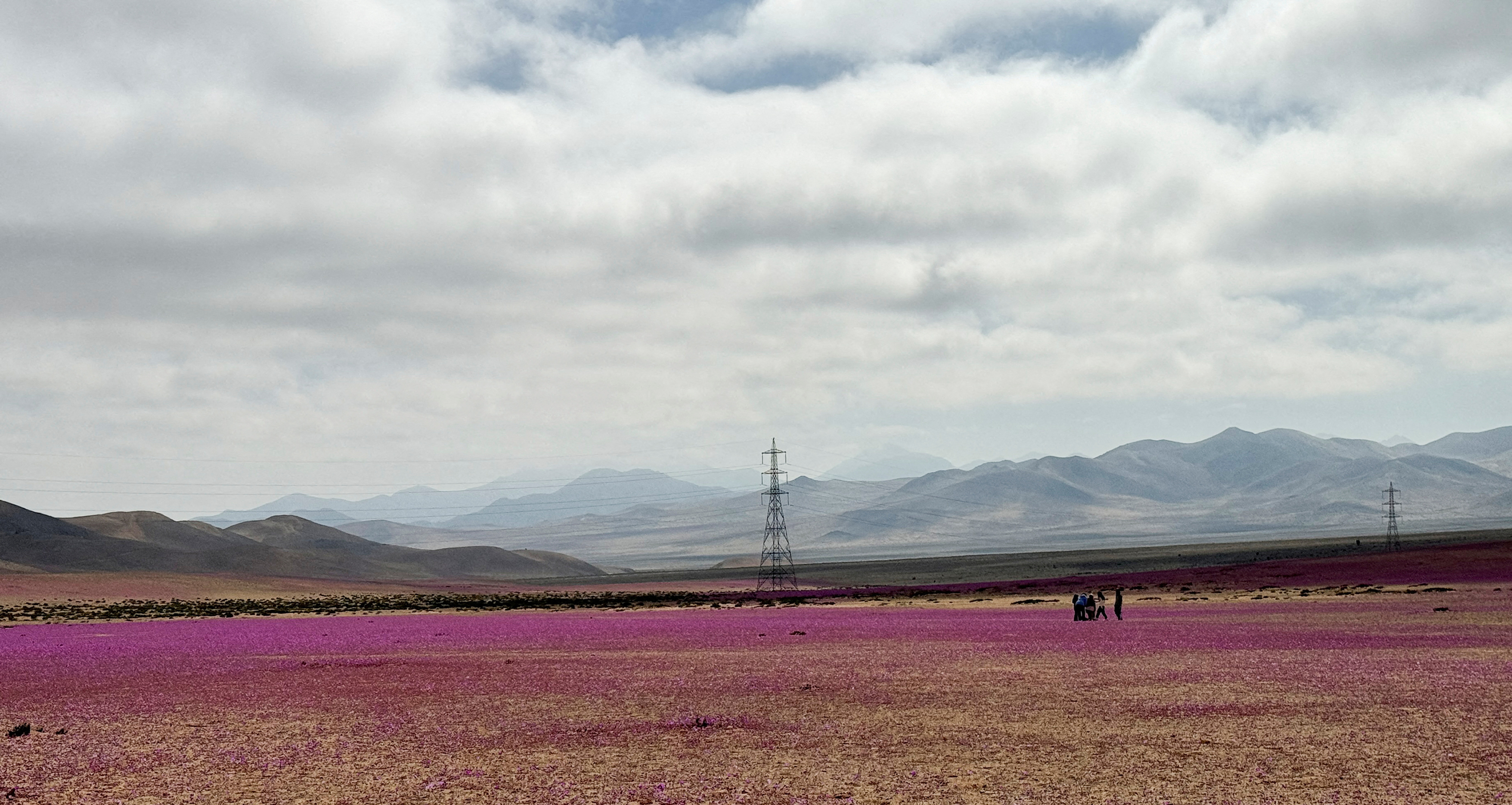 puščava atacama, cvetenje, čile