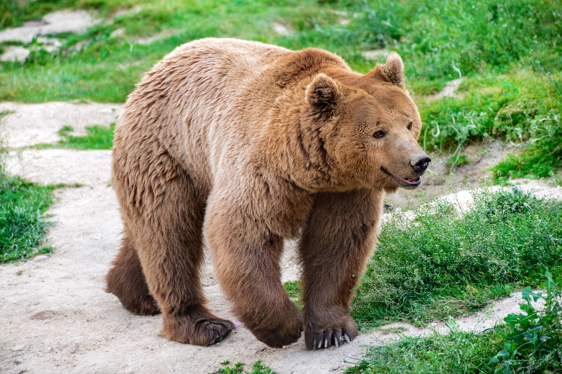 karpati, rjavi medved