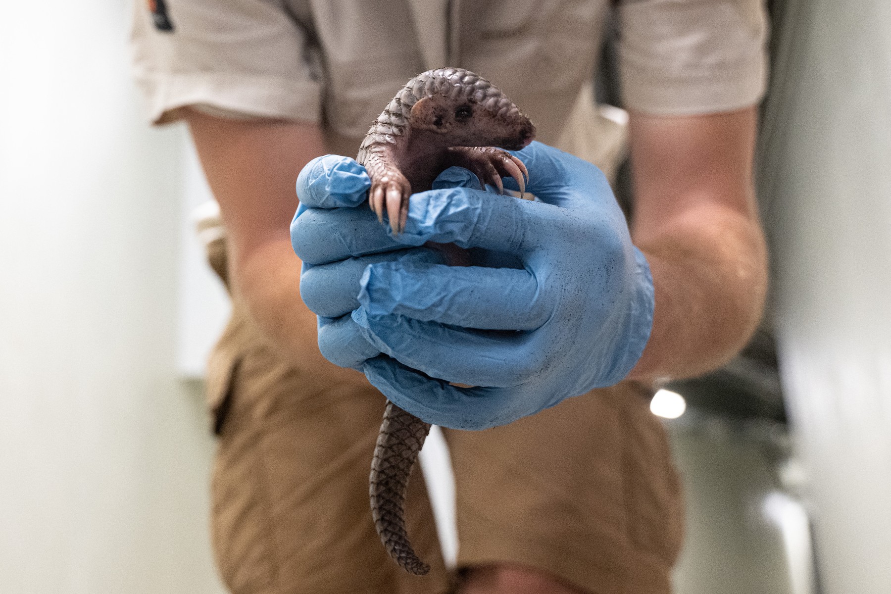 luskavec, praga, živalski vrt