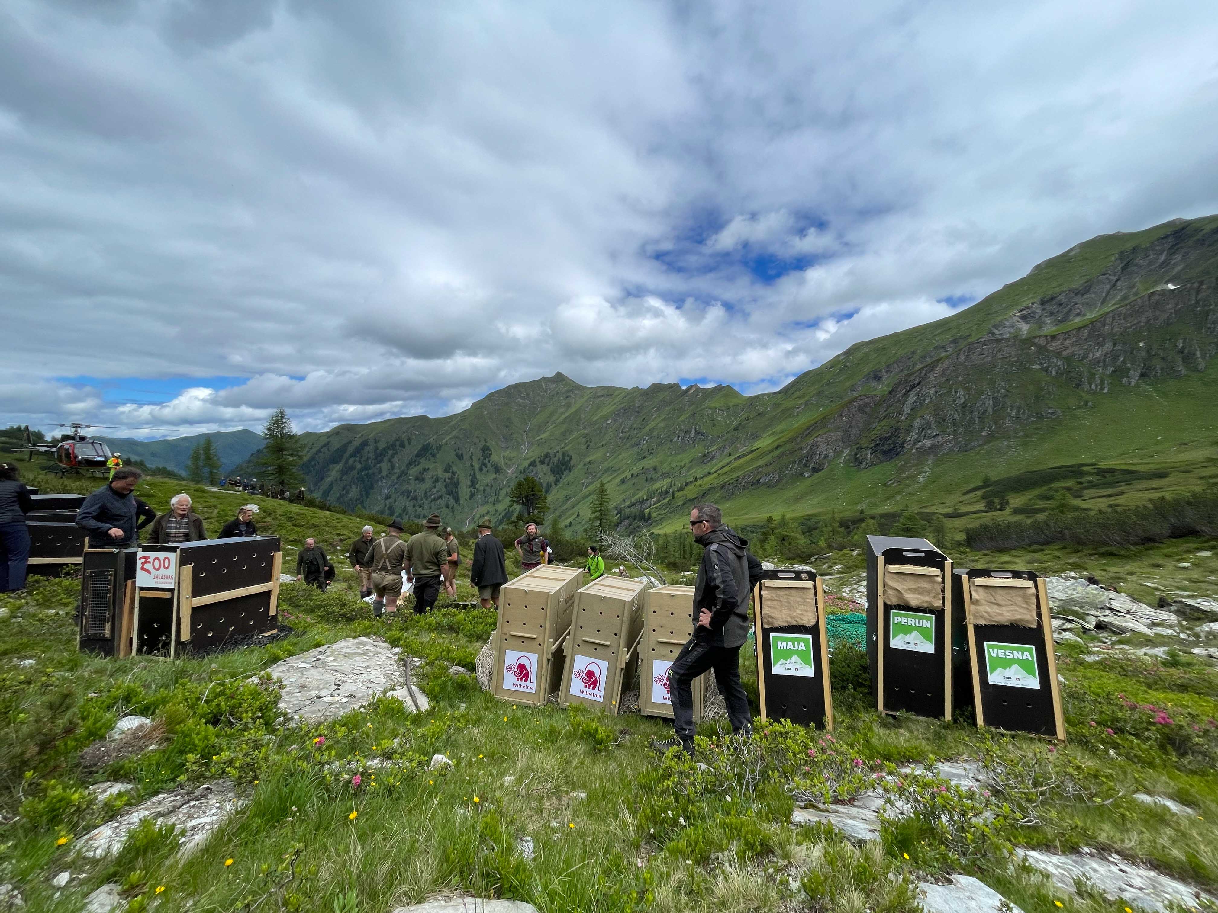alpski kozorogi, zoo ljubljana