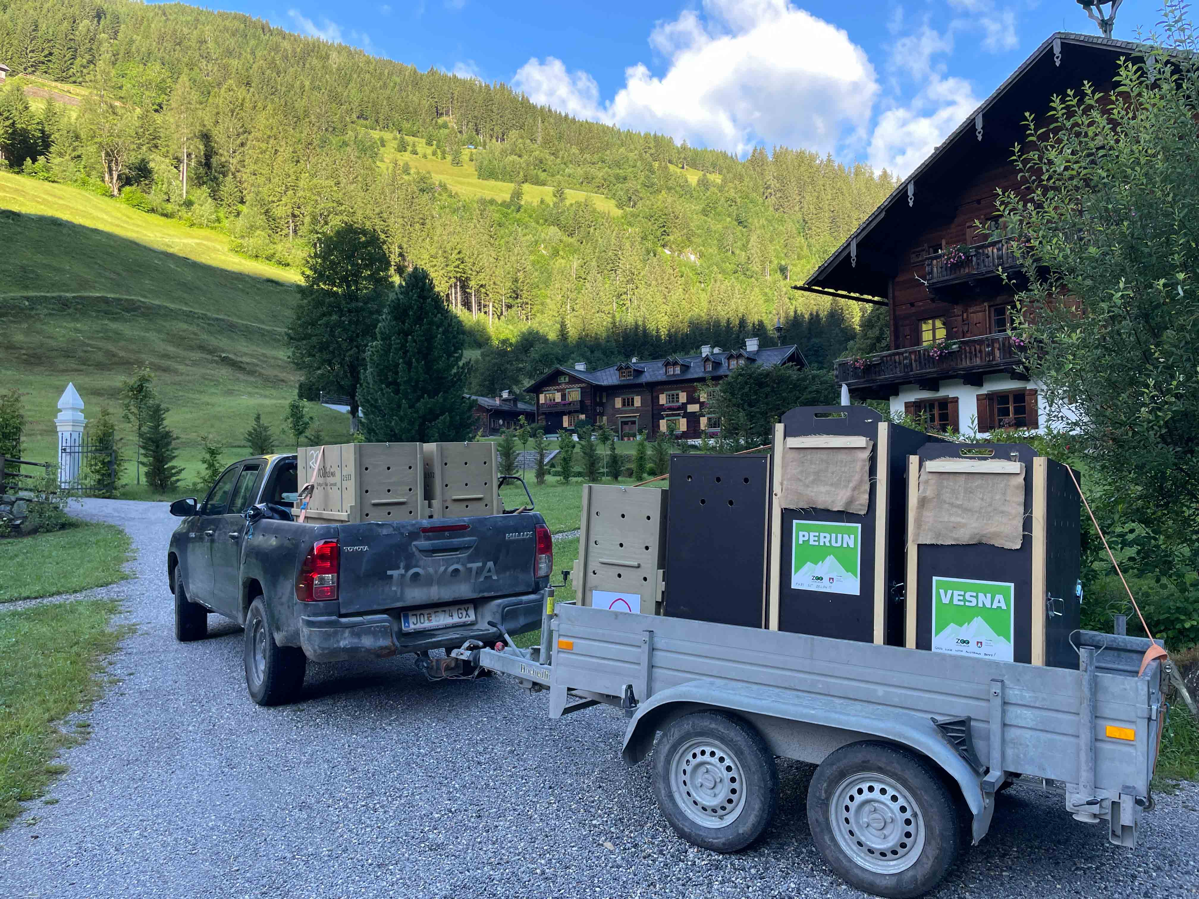 alpski kozorogi, zoo ljubljana