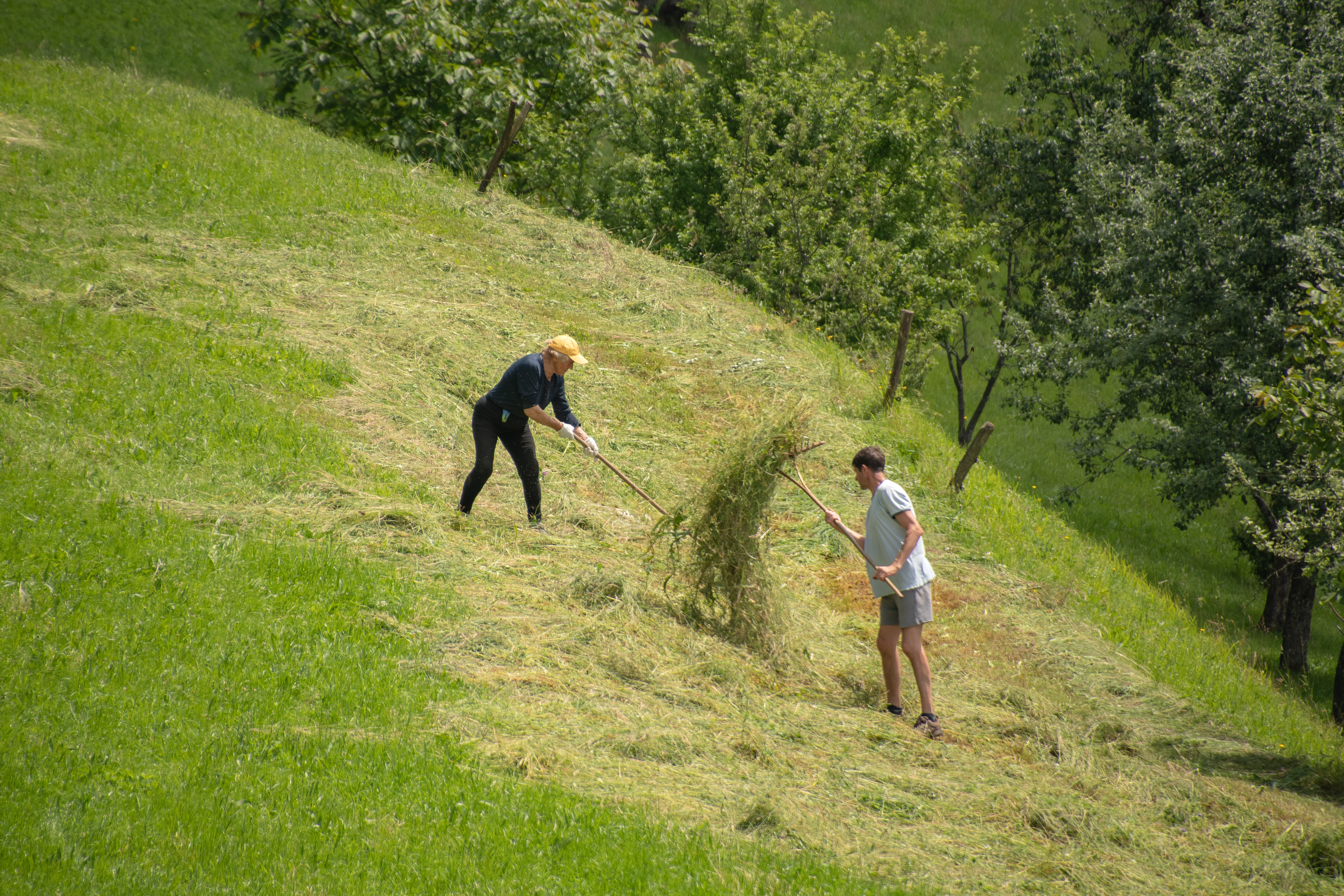 košnja, seno, trava