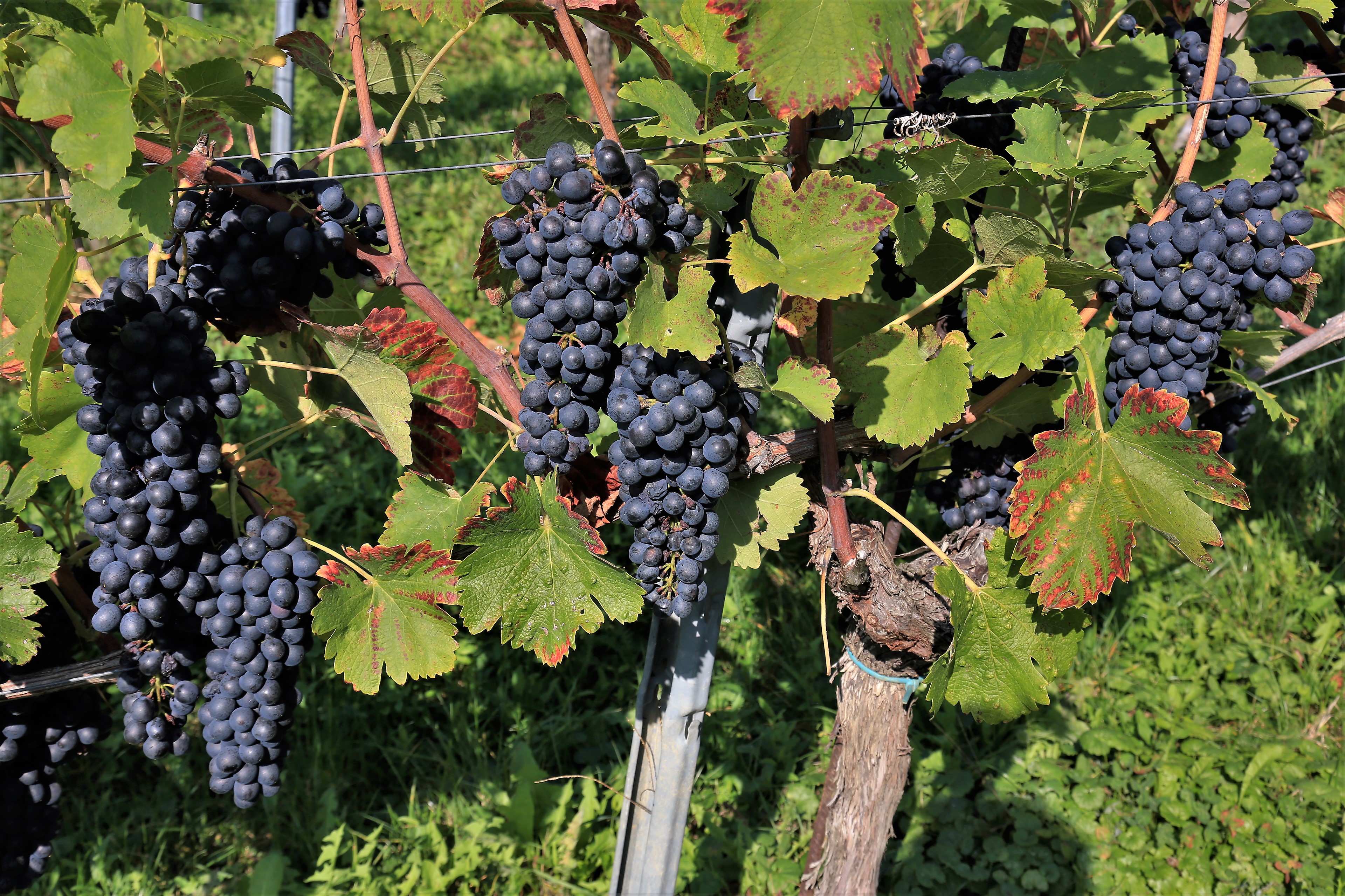 grozdje, vinska trta, vinograd