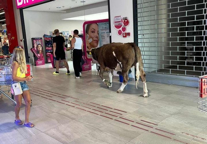 krava v trgovskem centru na krku