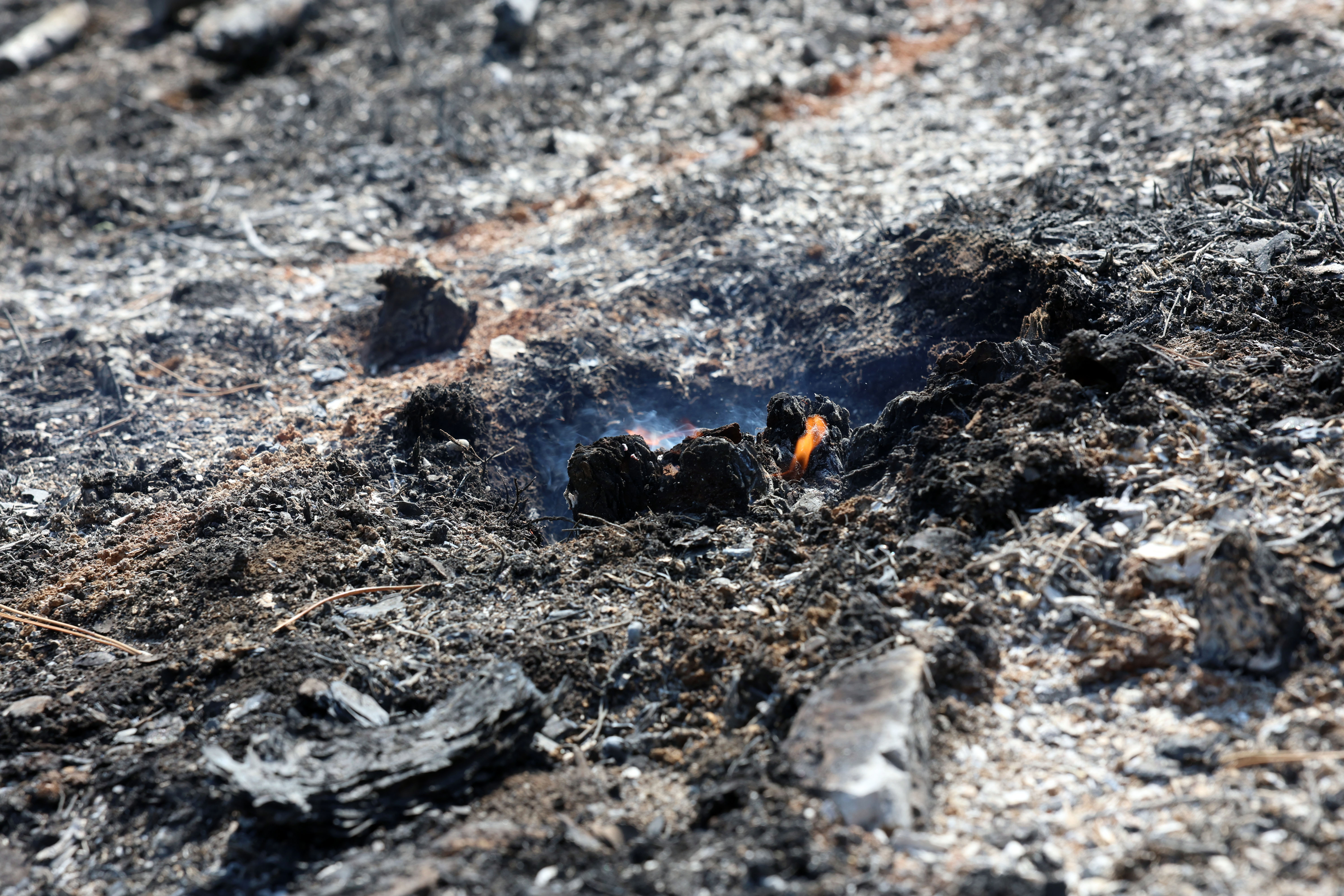 Foto: Borut Živulović/BOBO