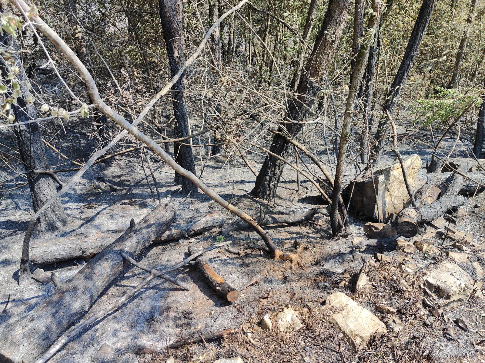 Foto: Jakob Murovec/N1