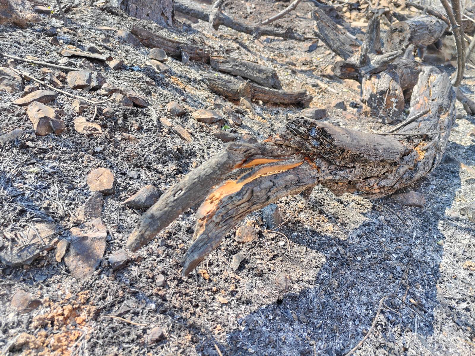 Požar na Krasu 2024