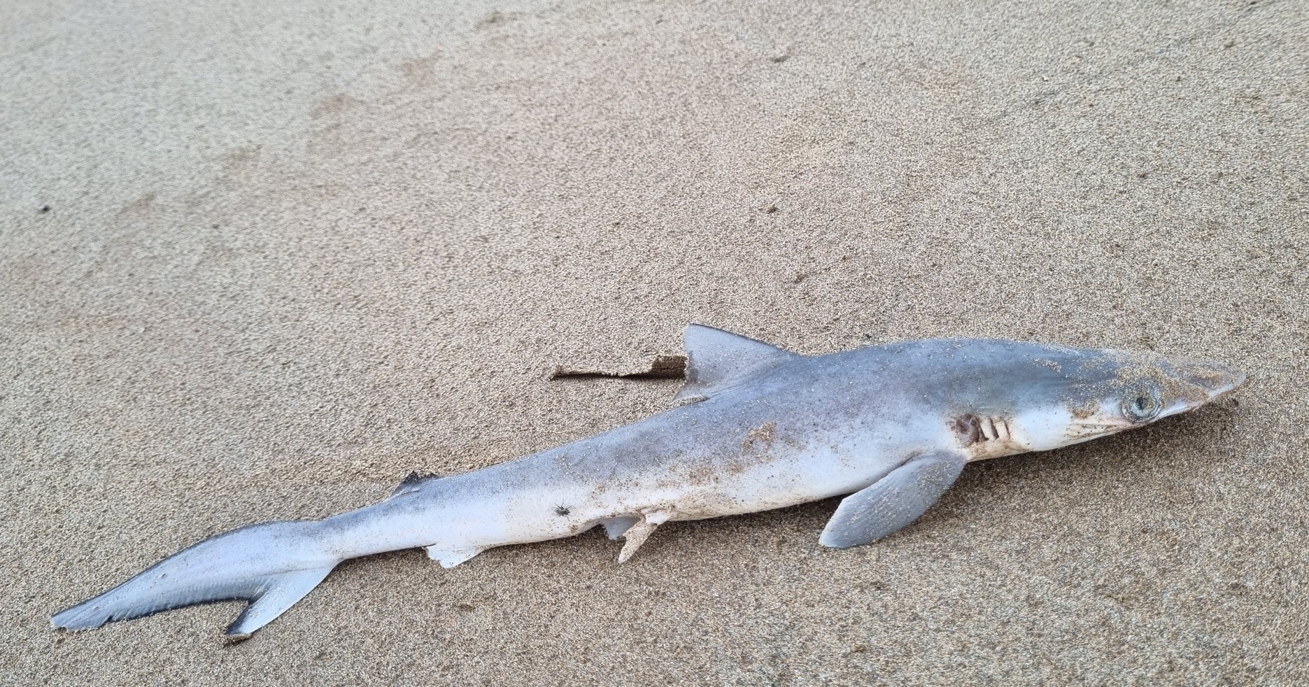 Brazilski ostronosi morski pes, Rhizoprionodon lalandii