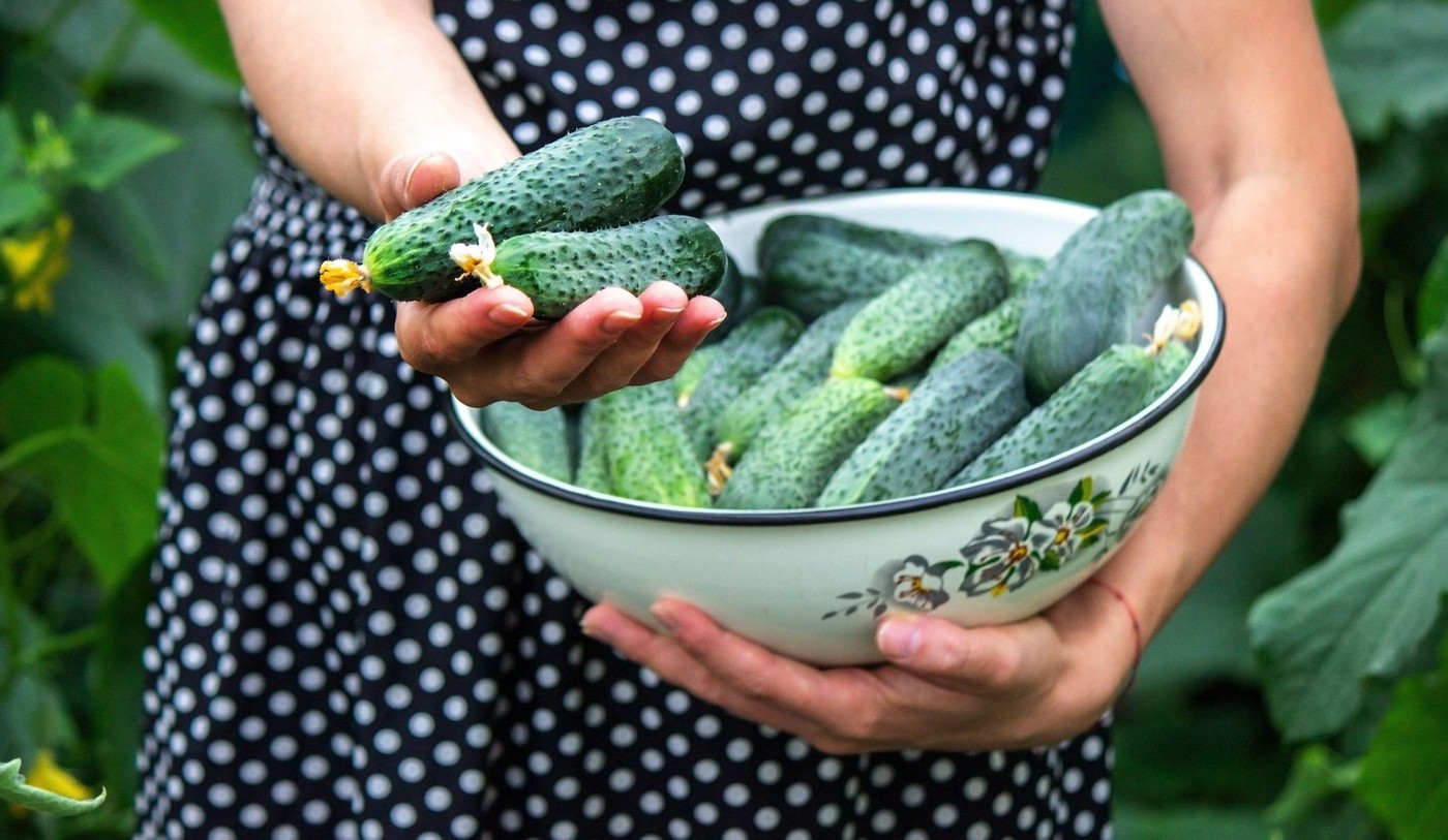 kumare, pridelek, vrt, vrtnarjenje