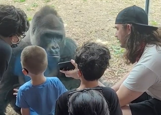 gorila, pametni telefon