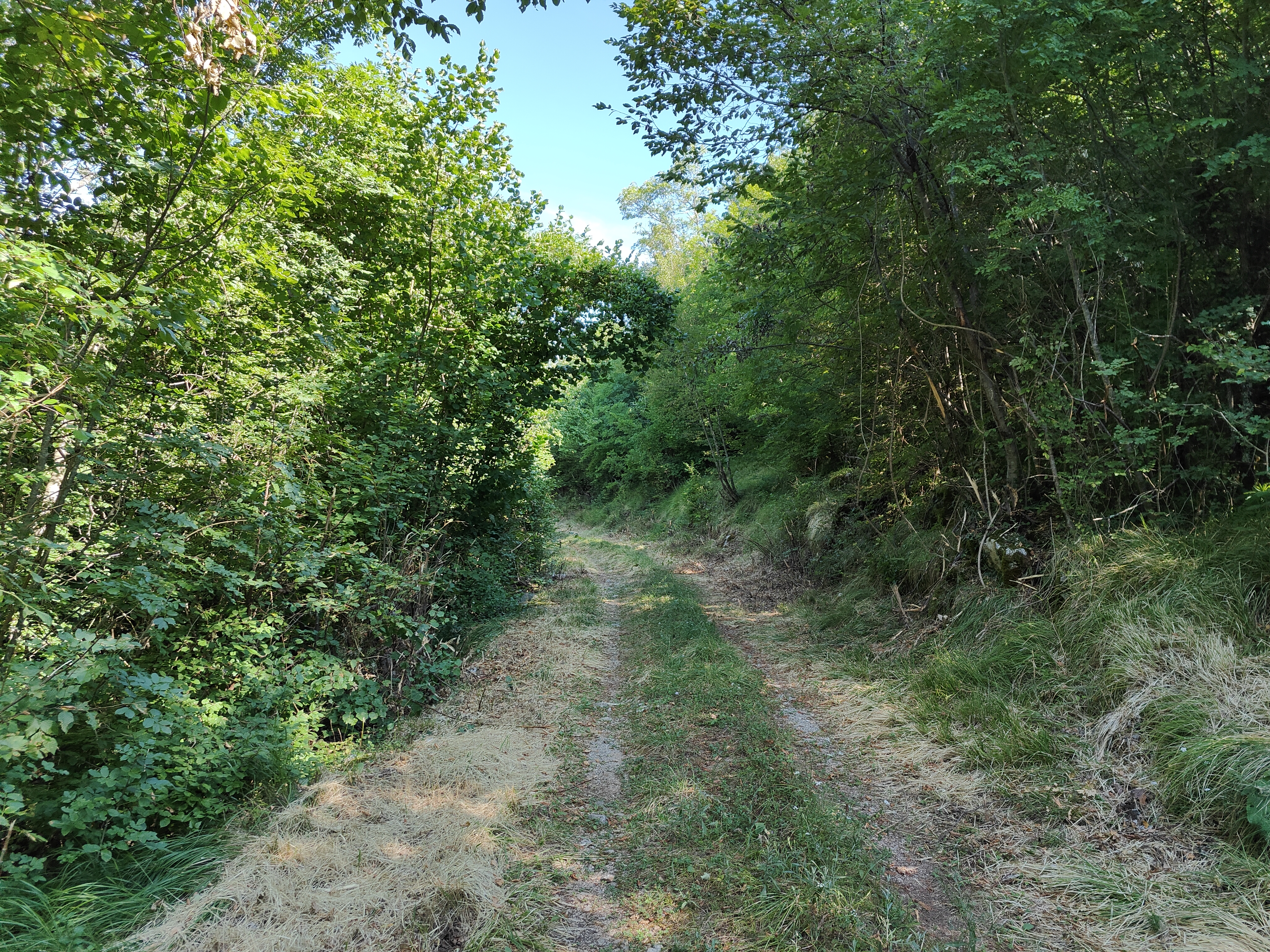 Kras, gozd, požarne preseke, narava, drevesa