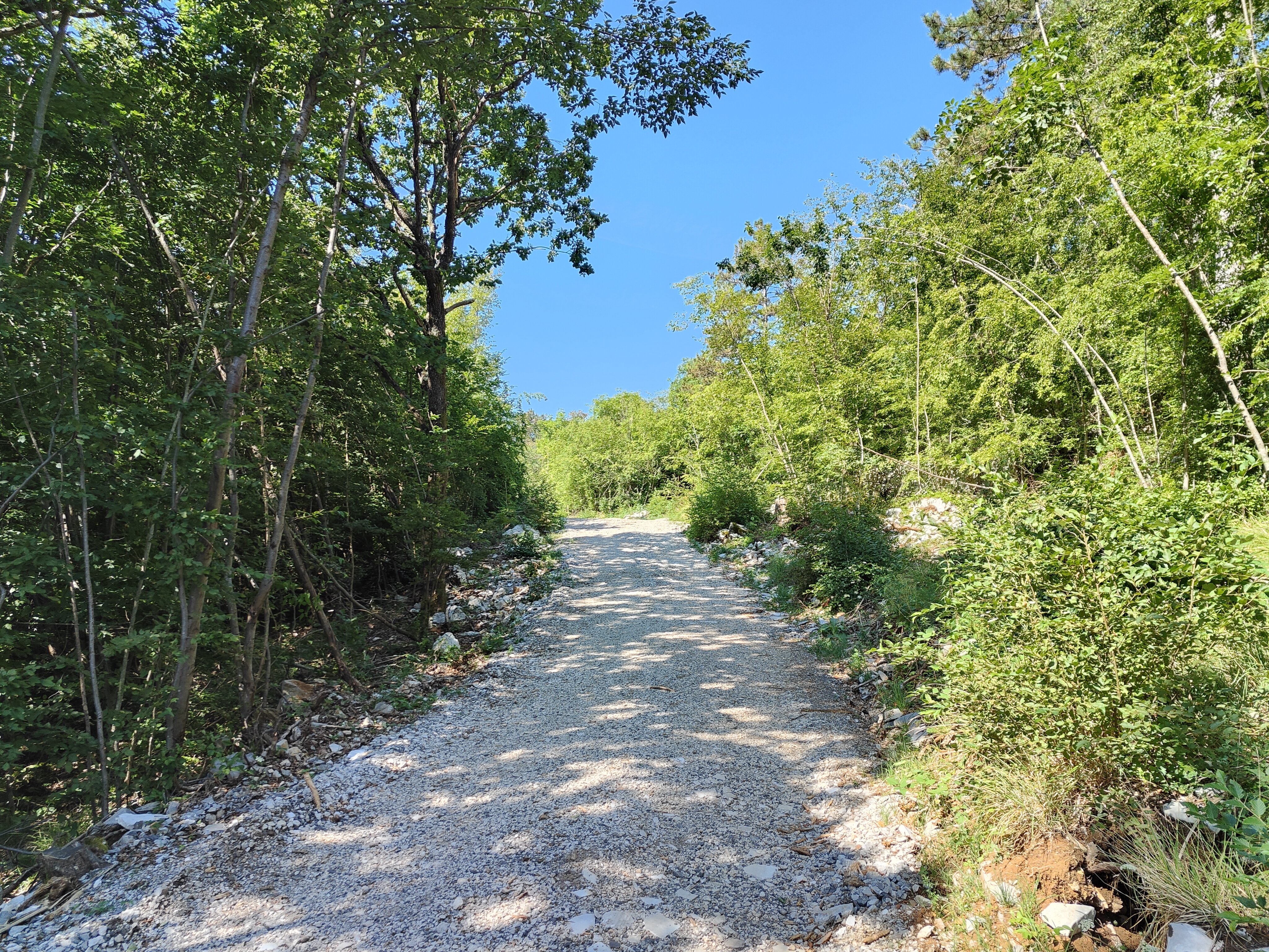 Kras, gozd, požarne preseke, narava, drevesa