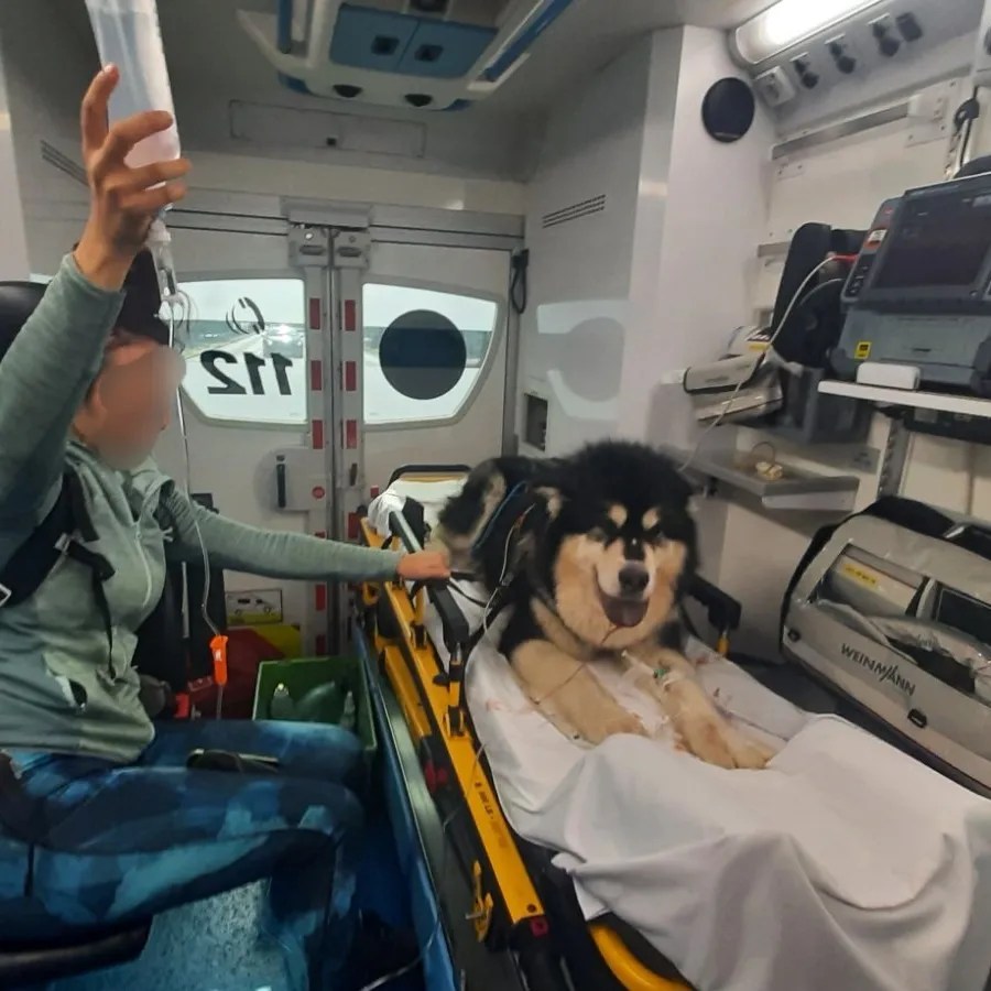 grs bohinj, psička emma, aljaški malamut