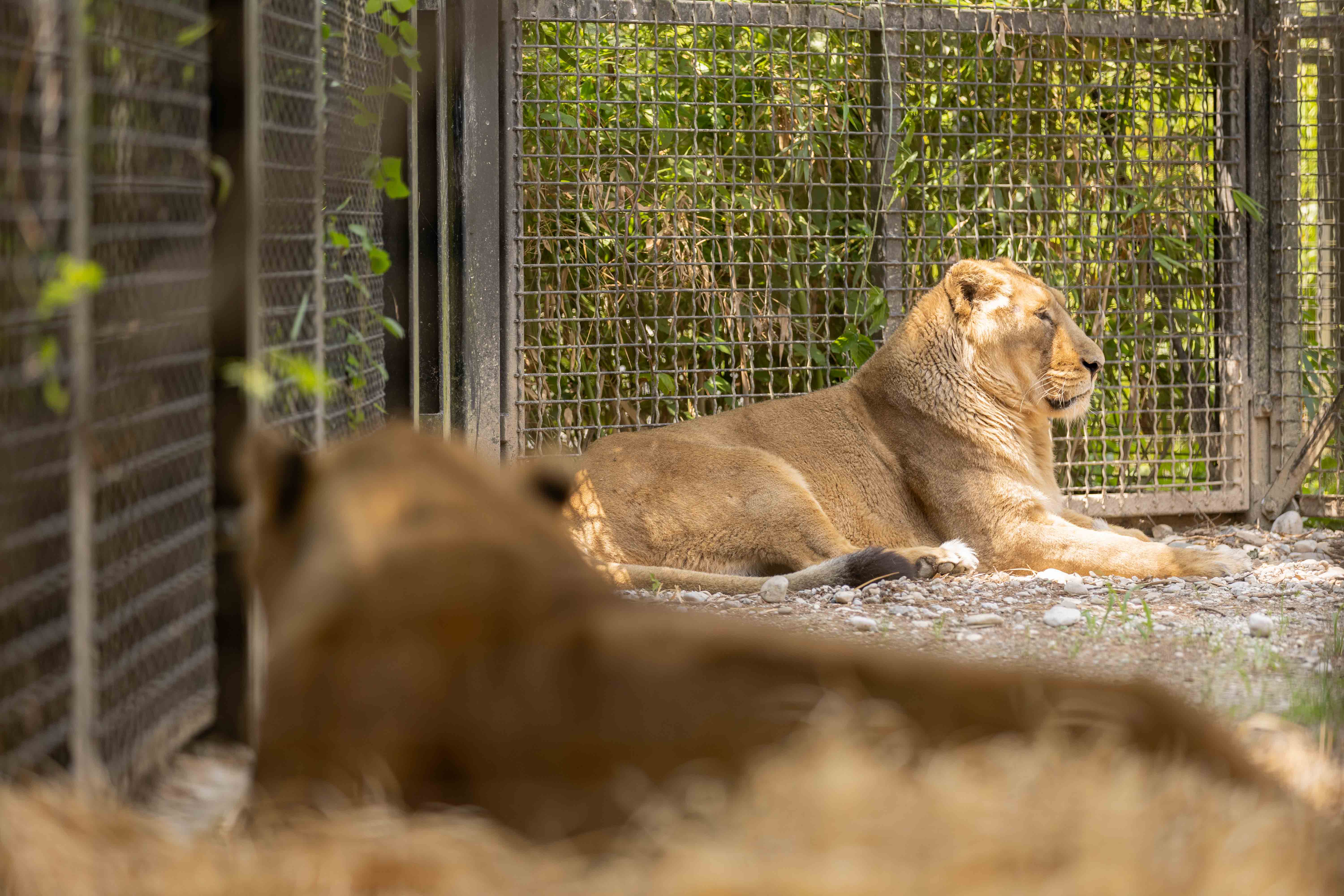Levinji v ZOO Ljubljana (Foto: ZOO Ljubljana)