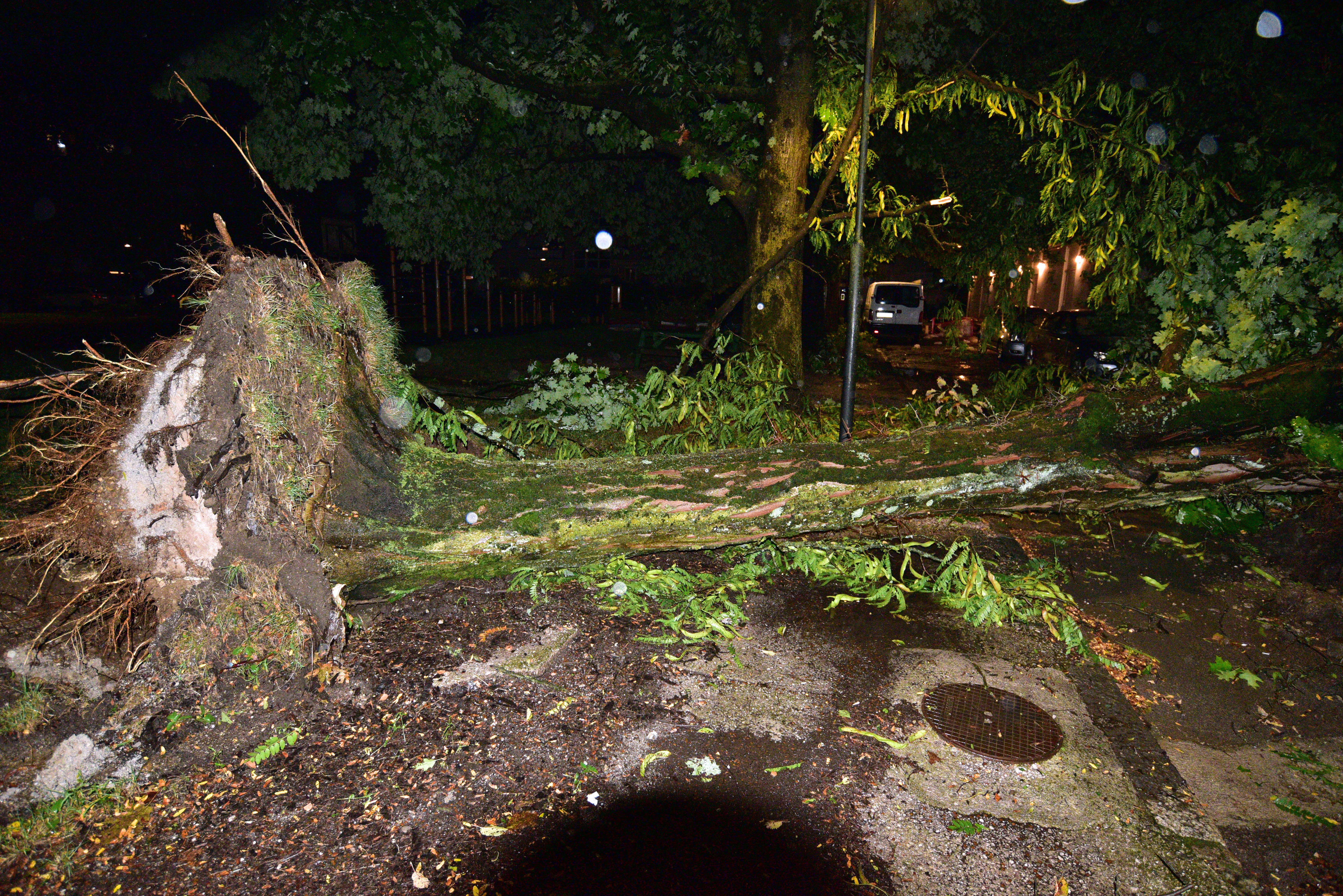 Neurje, nalivi, drevesa, ljubljana, nevihta, vetrolom