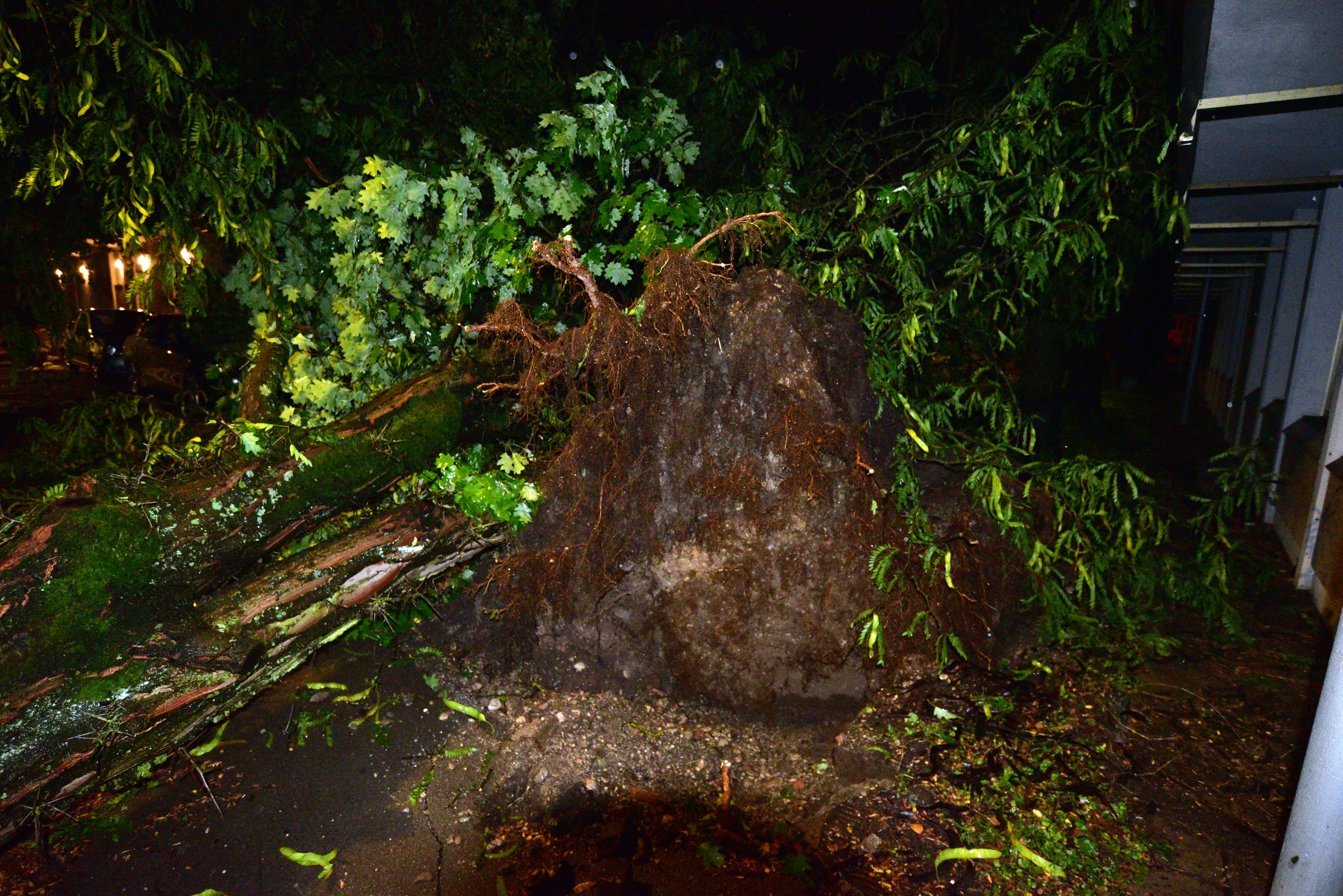 Veter je podiral drevesa na območju Ljubljane, 7. avgust. (Foto: Igor Kupljenik/BOBO)