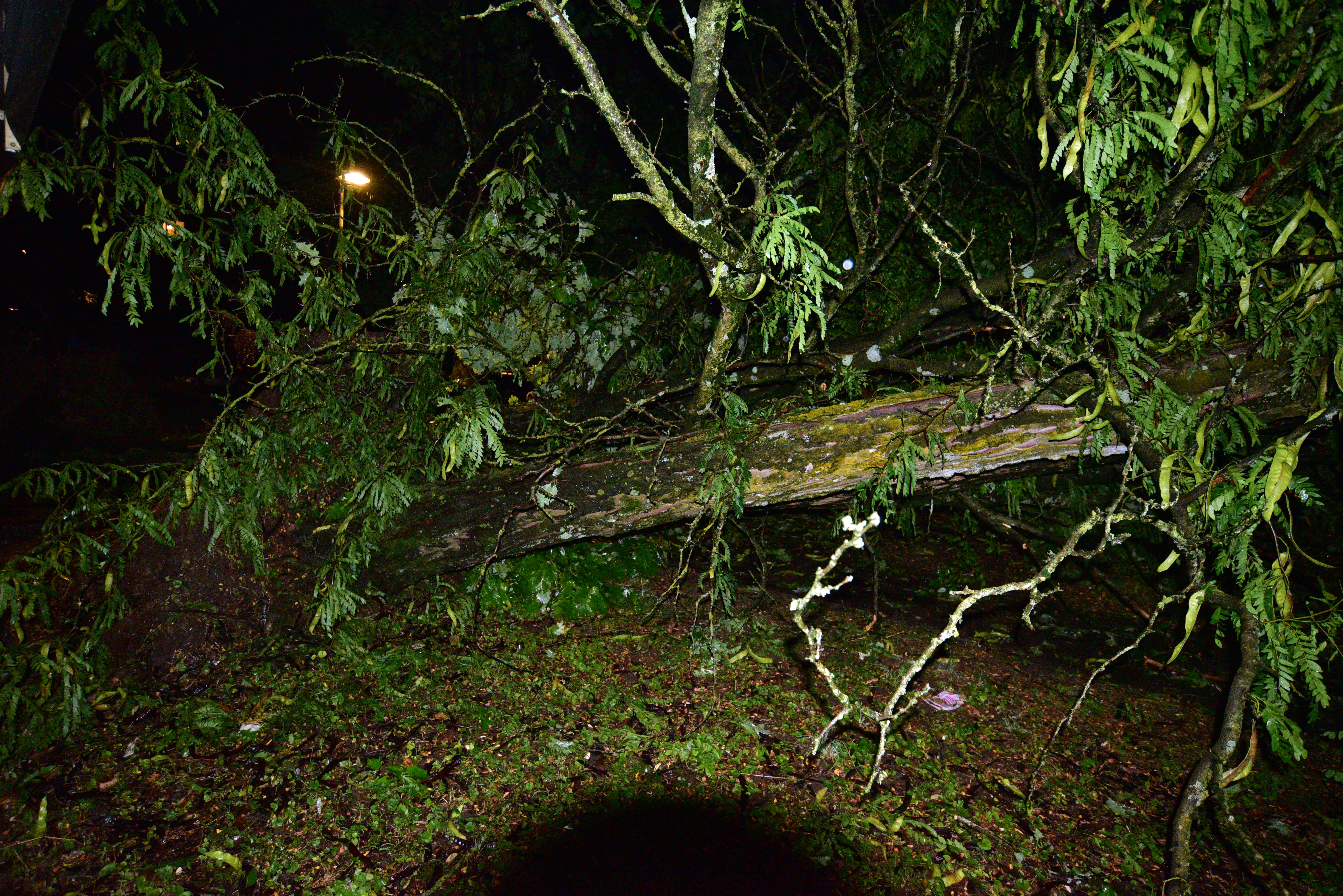 Neurje, nalivi, drevesa, ljubljana, nevihta, vetrolom