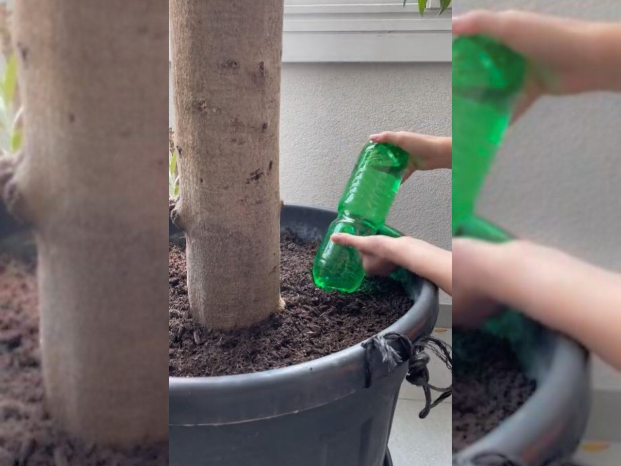 zalivanje rož, trik, tiktok