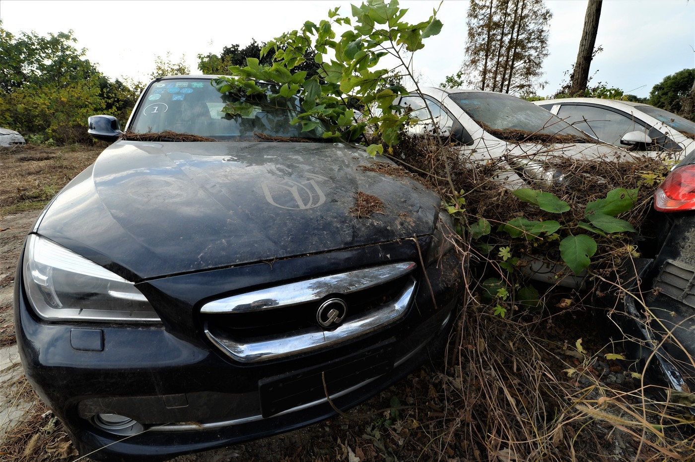 Pokopališče električnih avtomobilov v Jianxingu (Foto: PROFIMEDIA)