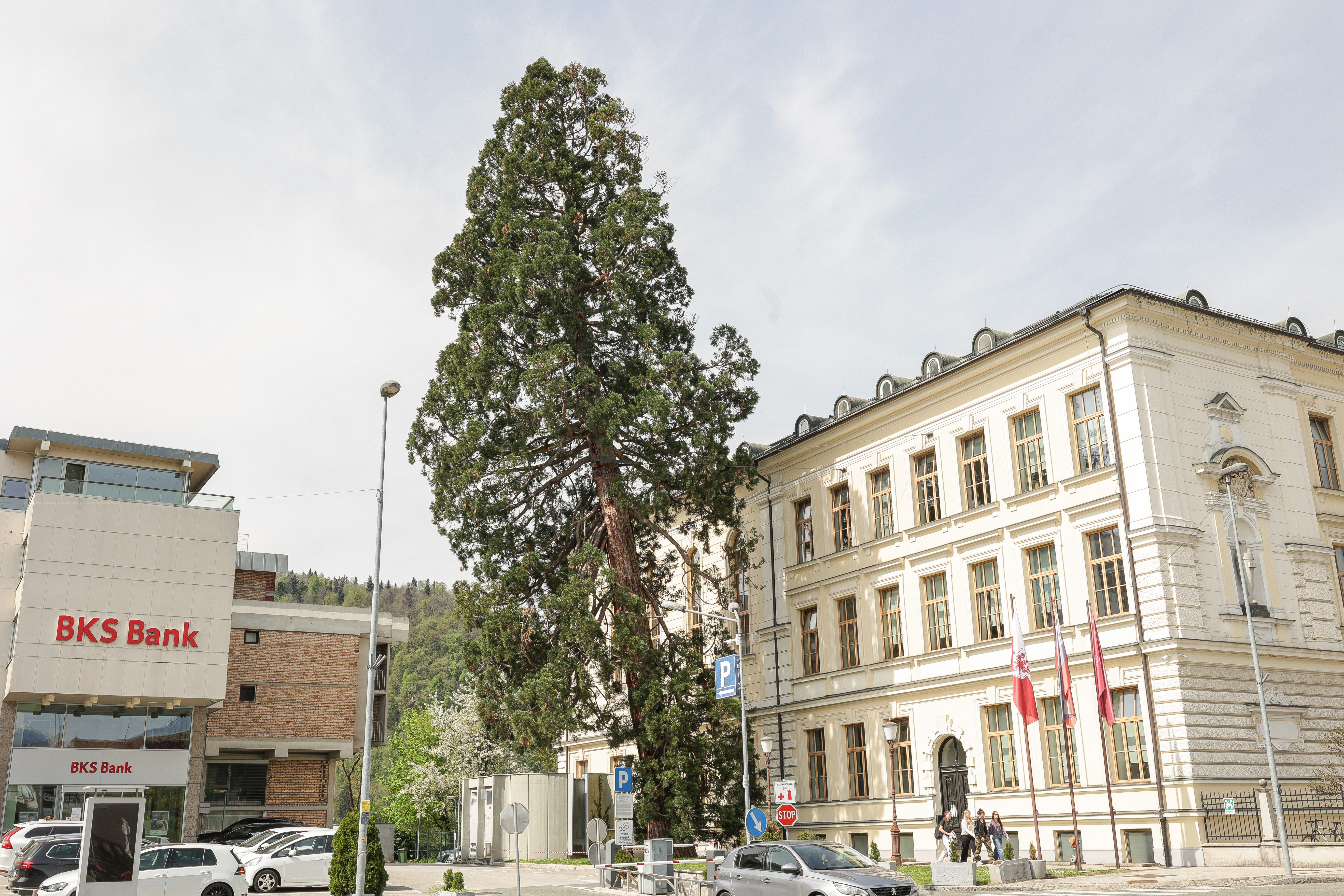 Mamutovec, drevo, gimnazija kranj