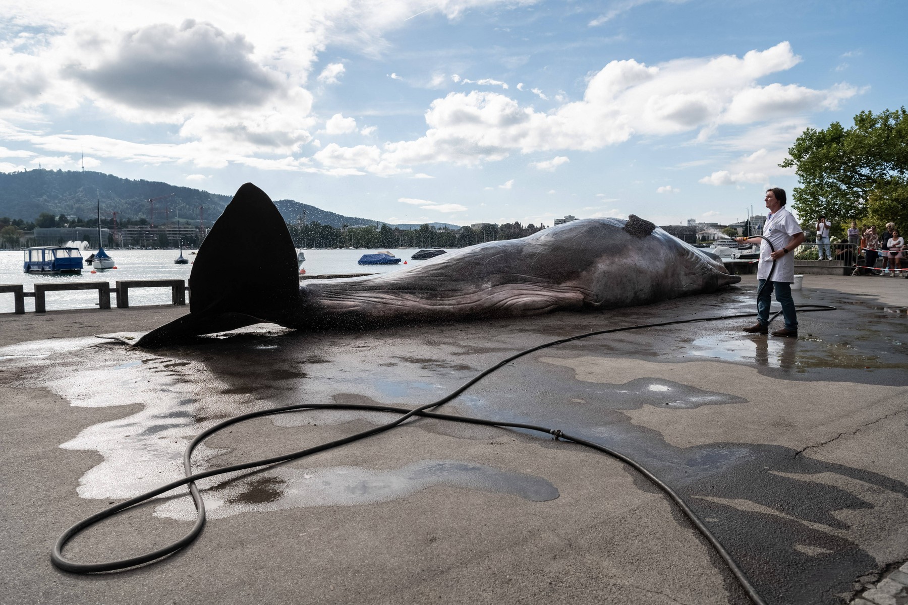 kit, Švica, Zürich