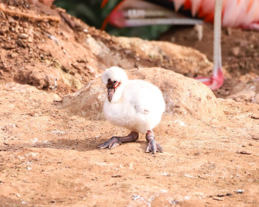 1724321381-mini-flamingo-1024x819.jpg