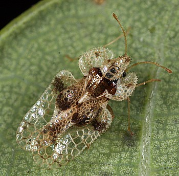 Corythucha-arcuata_E062700_TTrilar