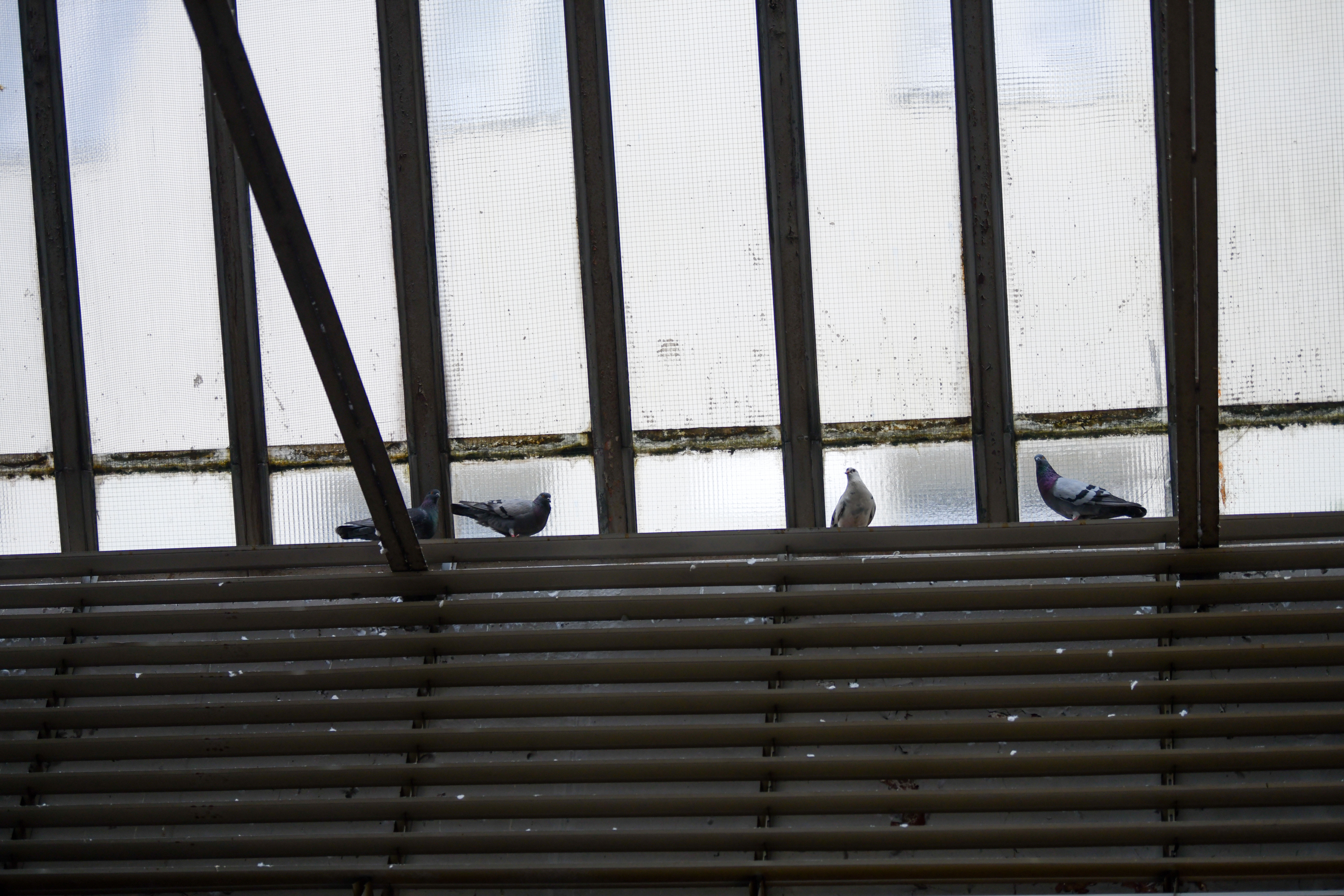 Foto: Denis Sadiković/N1