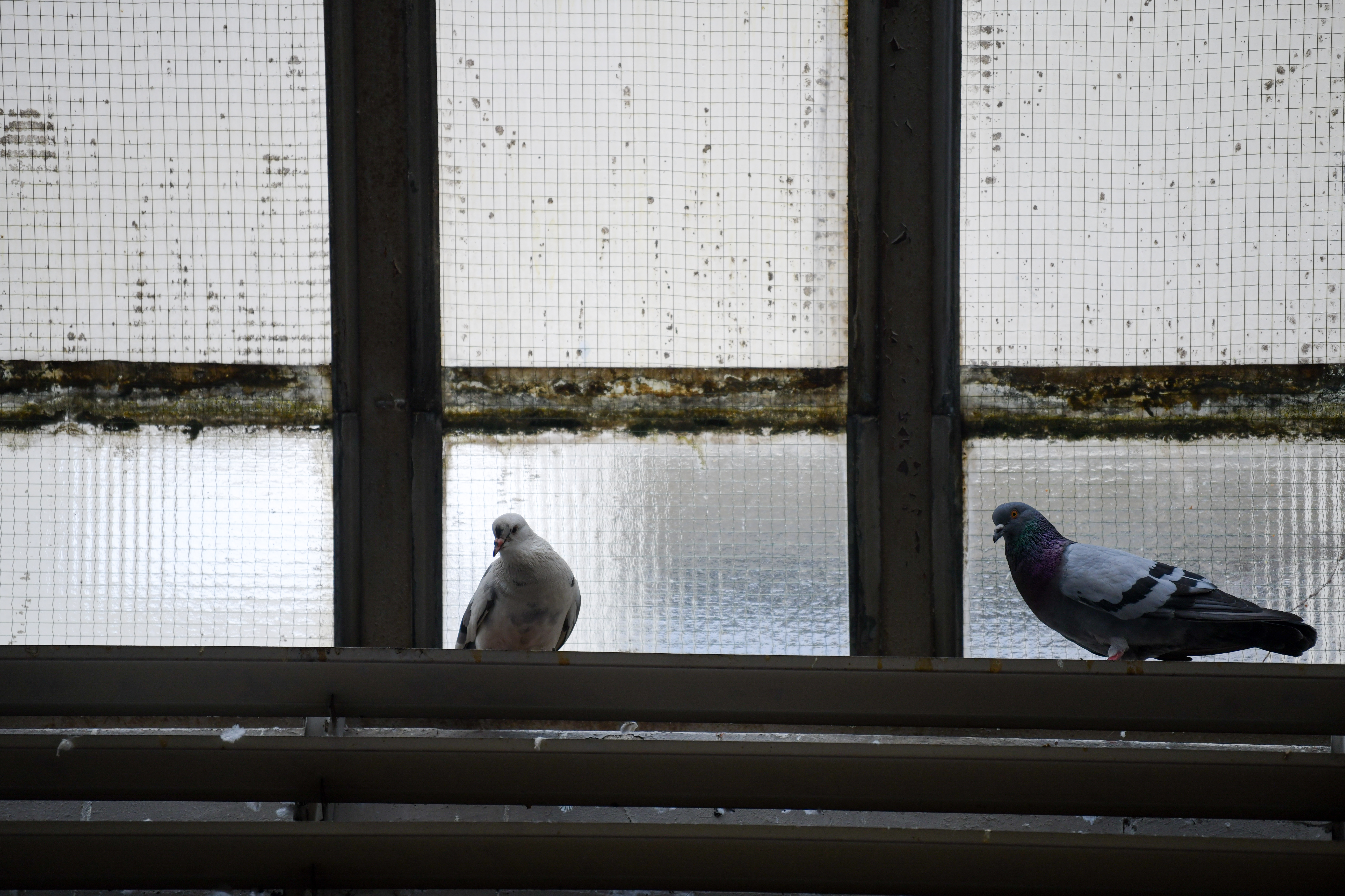 Foto: Denis Sadiković/N1