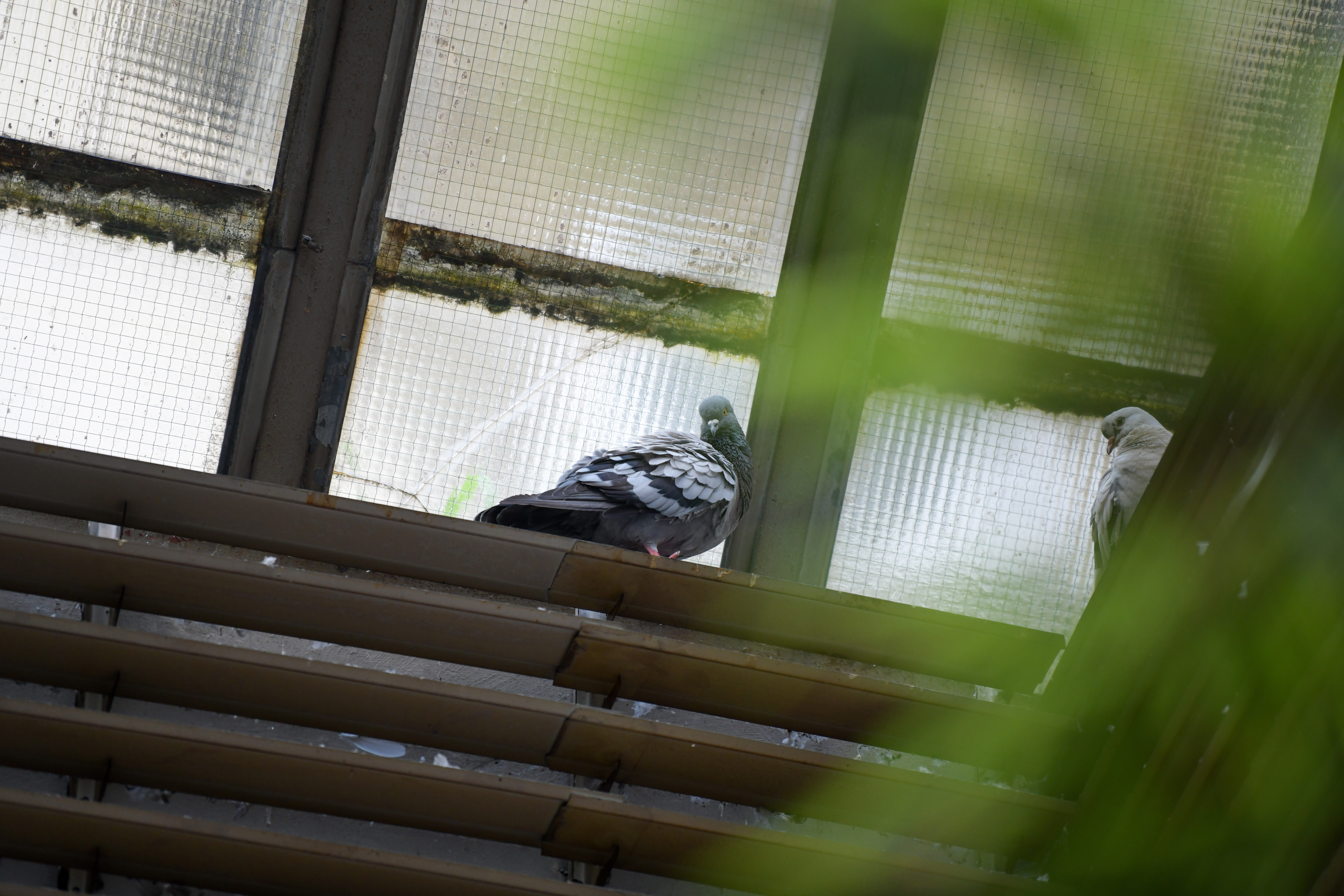 Foto: Denis Sadiković/N1