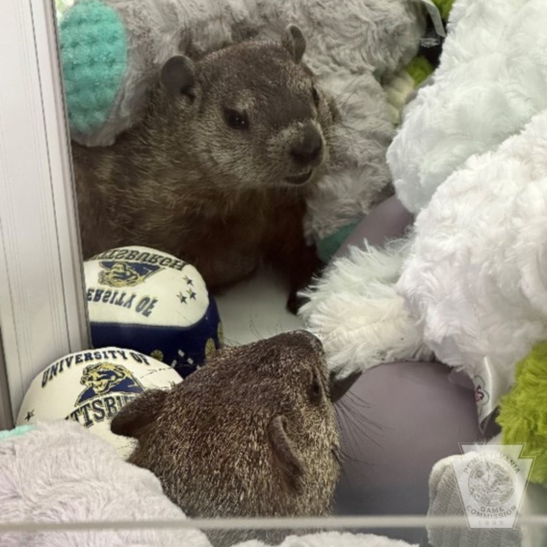 Wardens Rescue Groundhog Trapped Inside Arcade Claw Machine