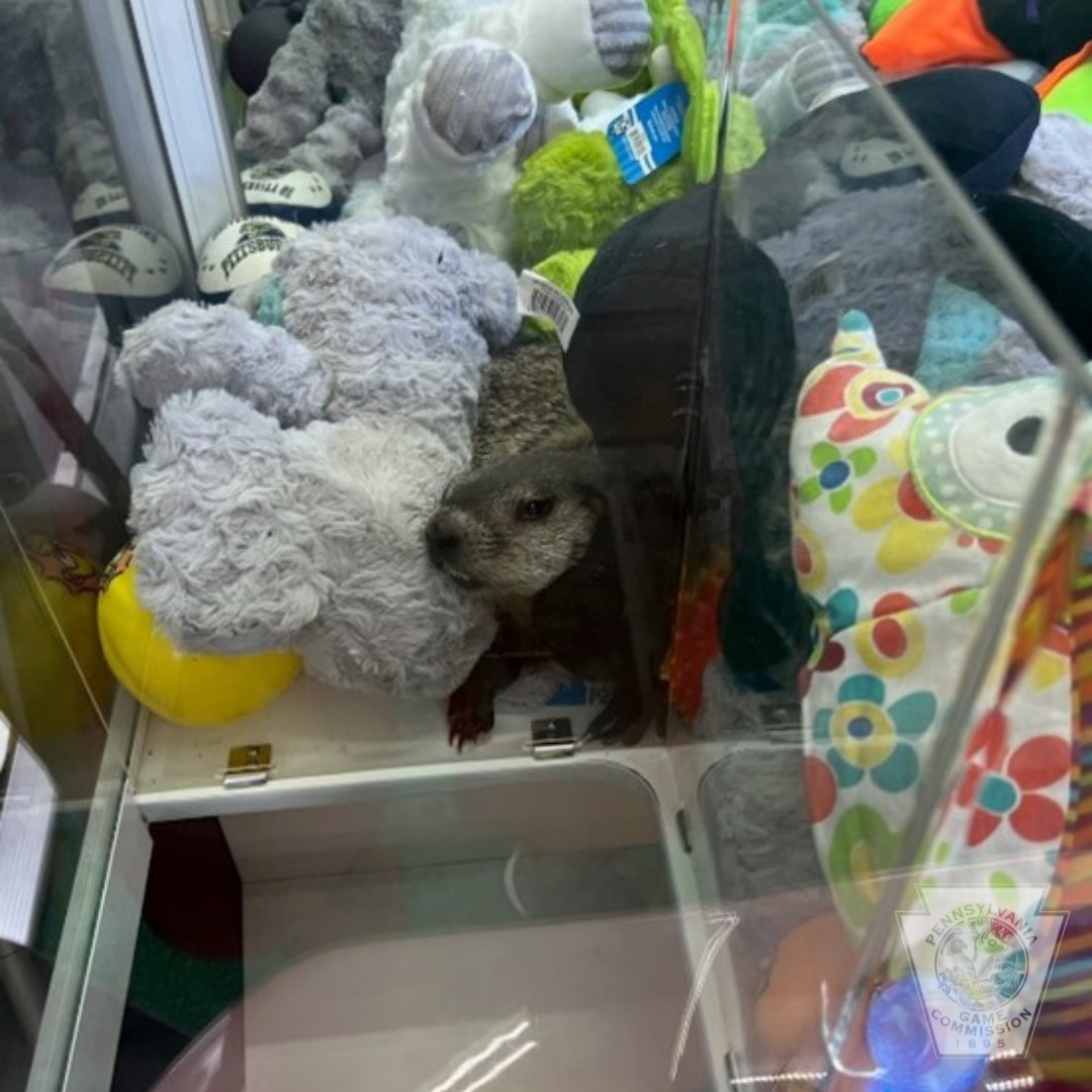 Wardens Rescue Groundhog Trapped Inside Arcade Claw Machine
