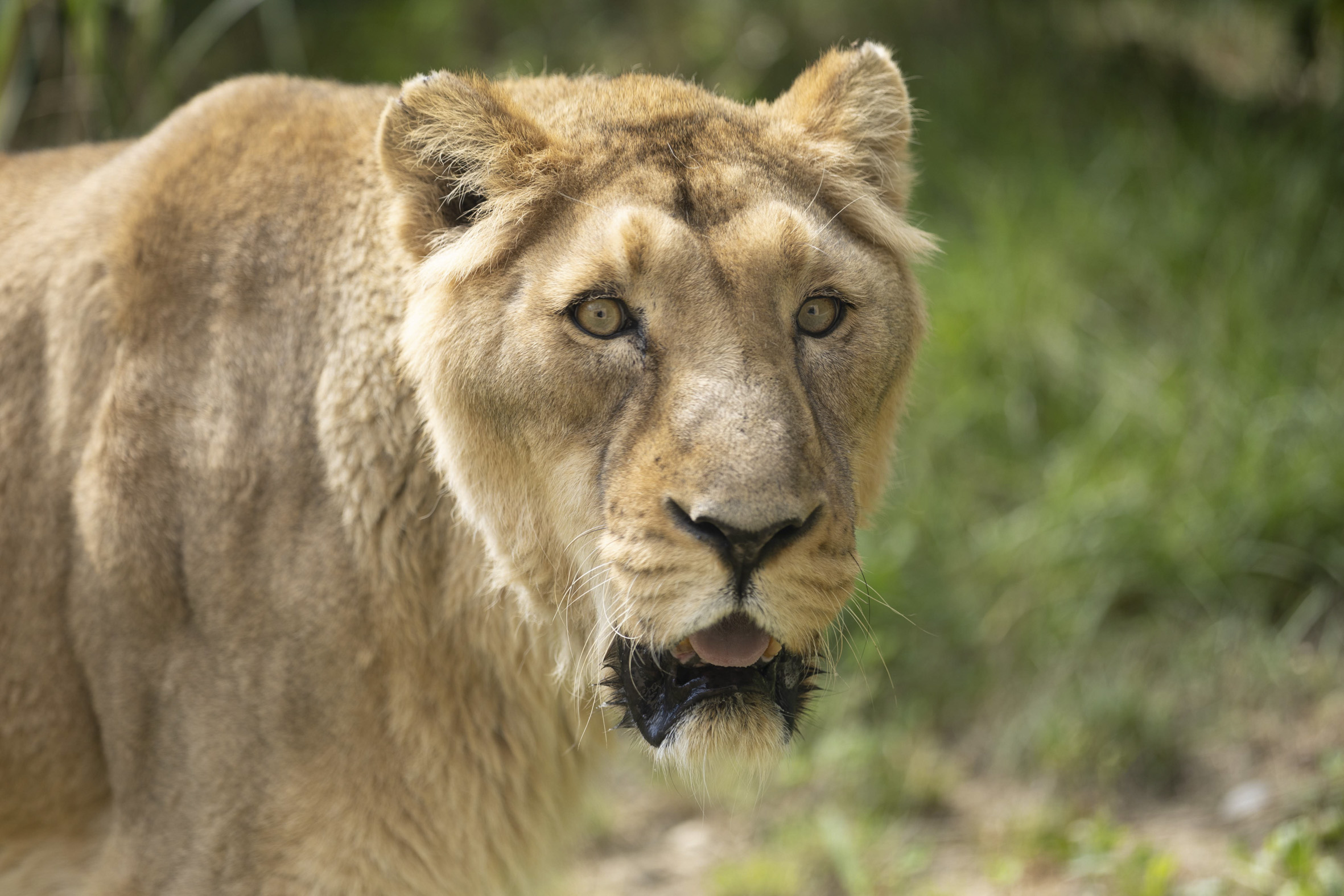 Azijska levinja Živana