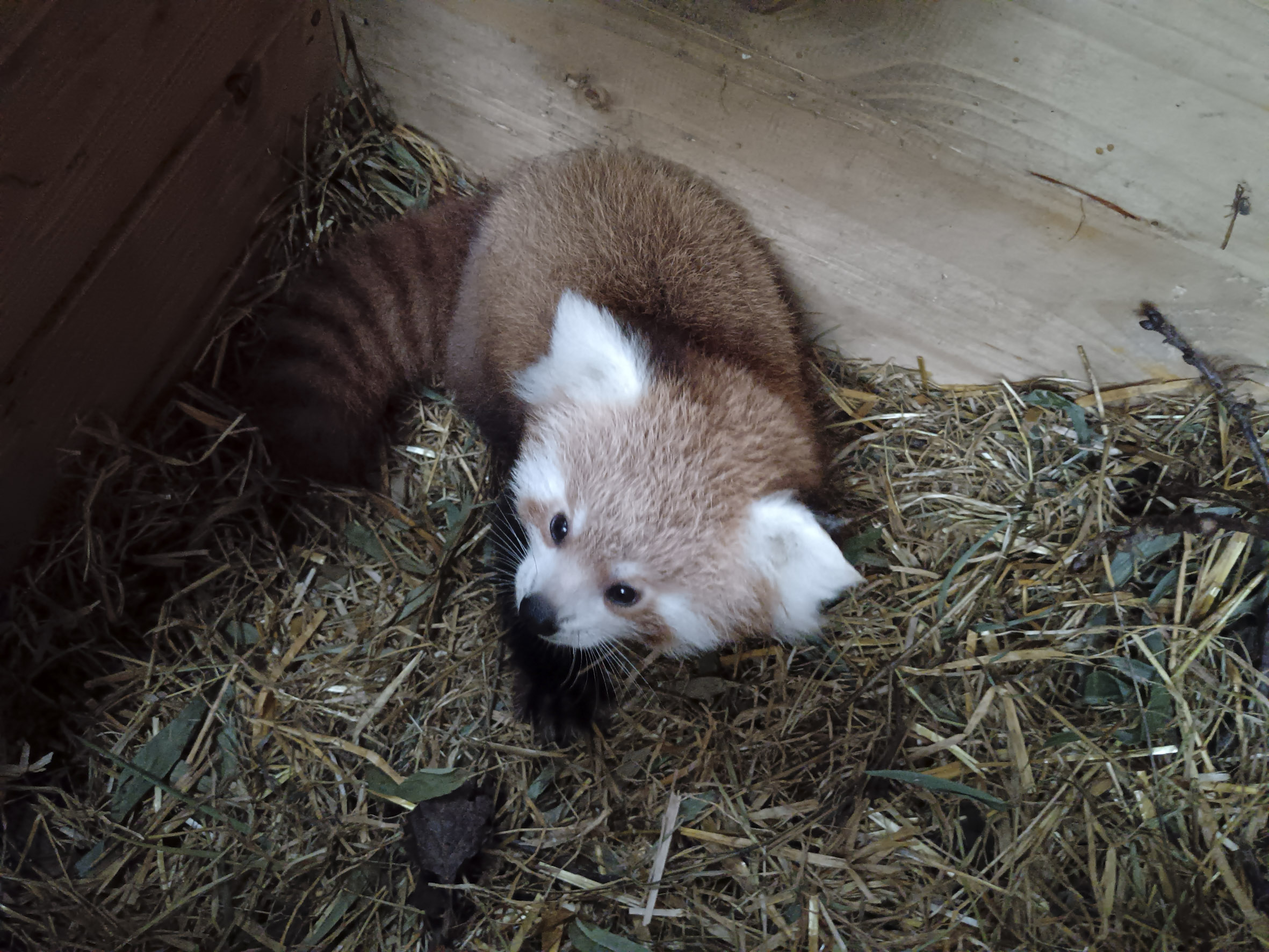 mladiček mačje pande