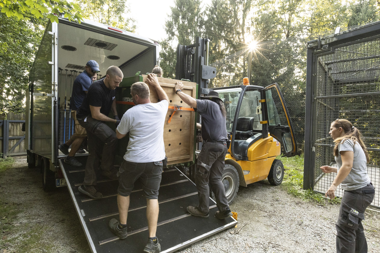 Prihod tigra Ussurija v ZOO Ljubljana