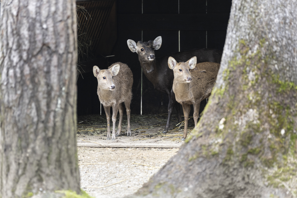 Svinjski jelen (Foto: Petra Hrovatin)