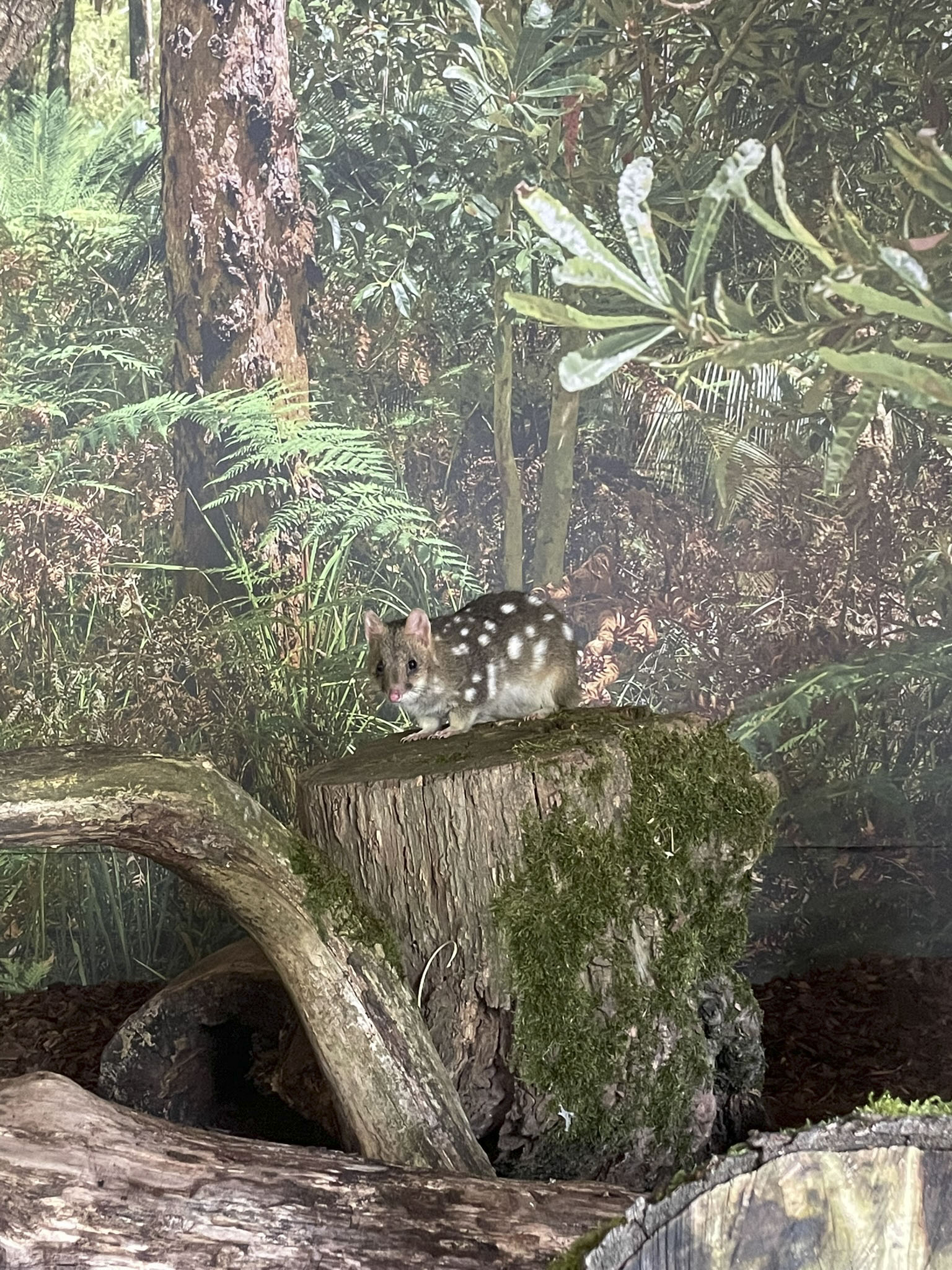 Vzhodna kuna vrečarica