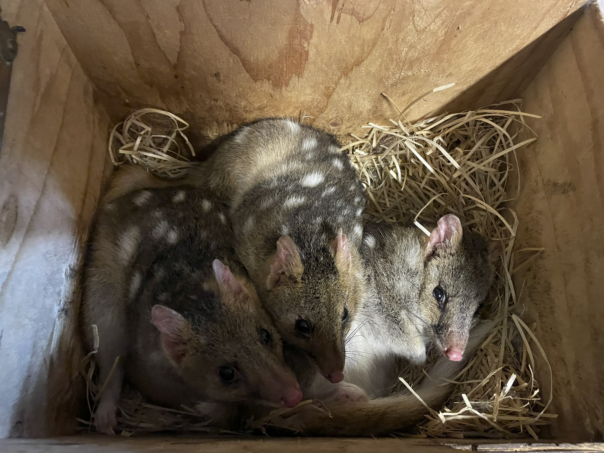 Vzhodna kuna vrečarica